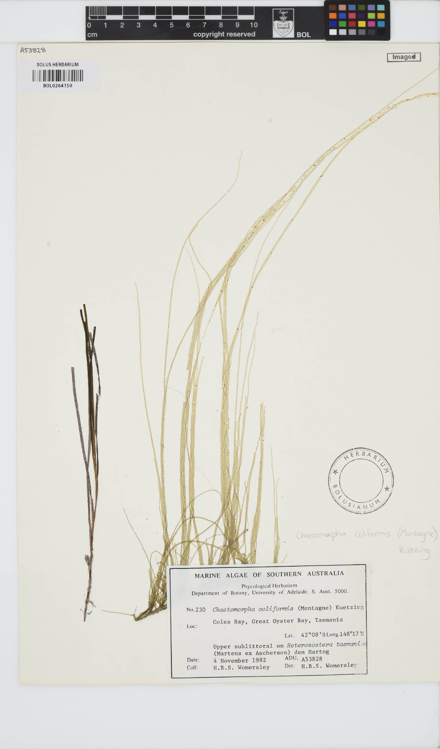Chaetomorpha coliformis image