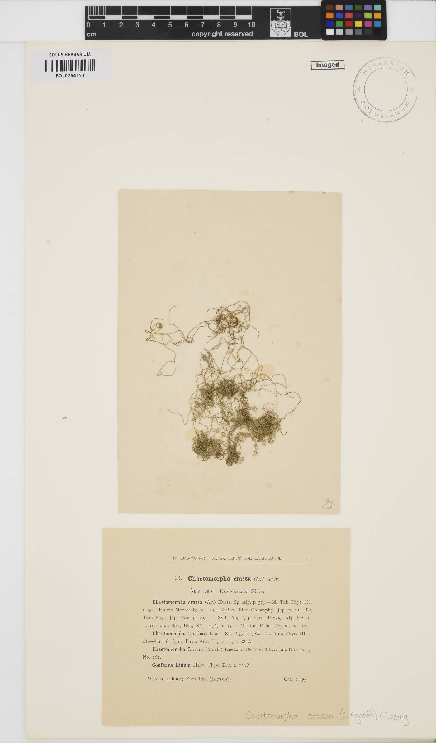 Chaetomorpha crassa image