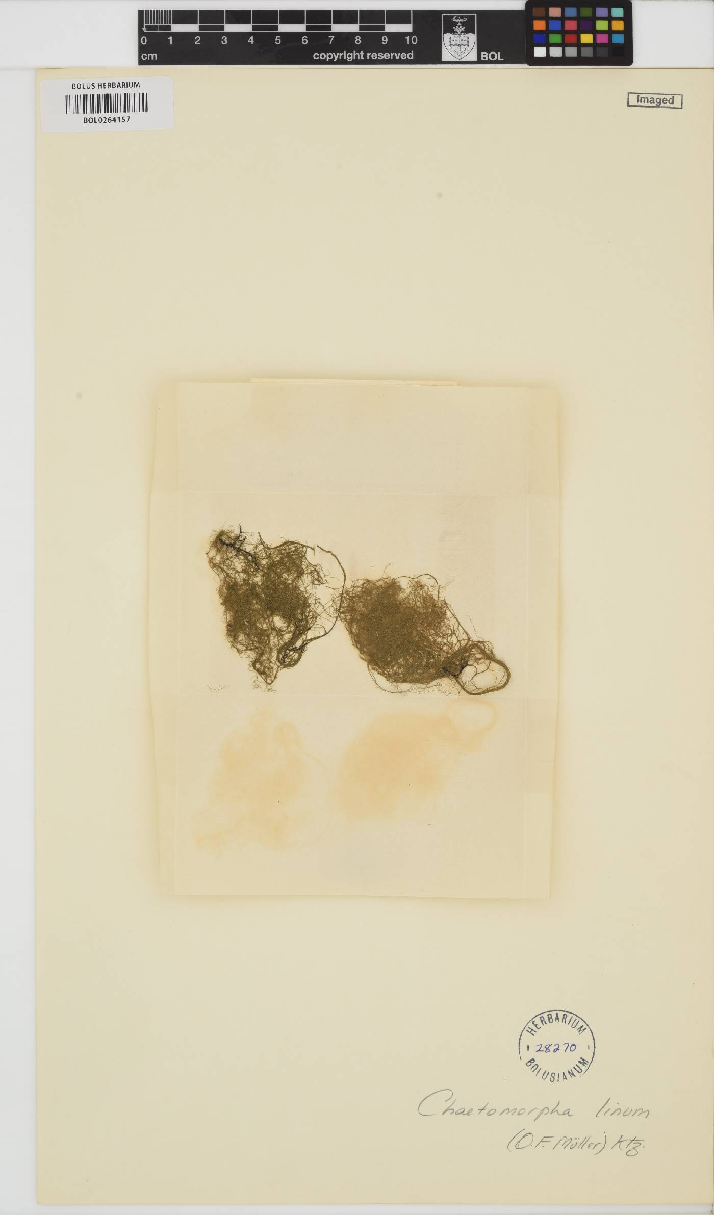 Chaetomorpha linum image