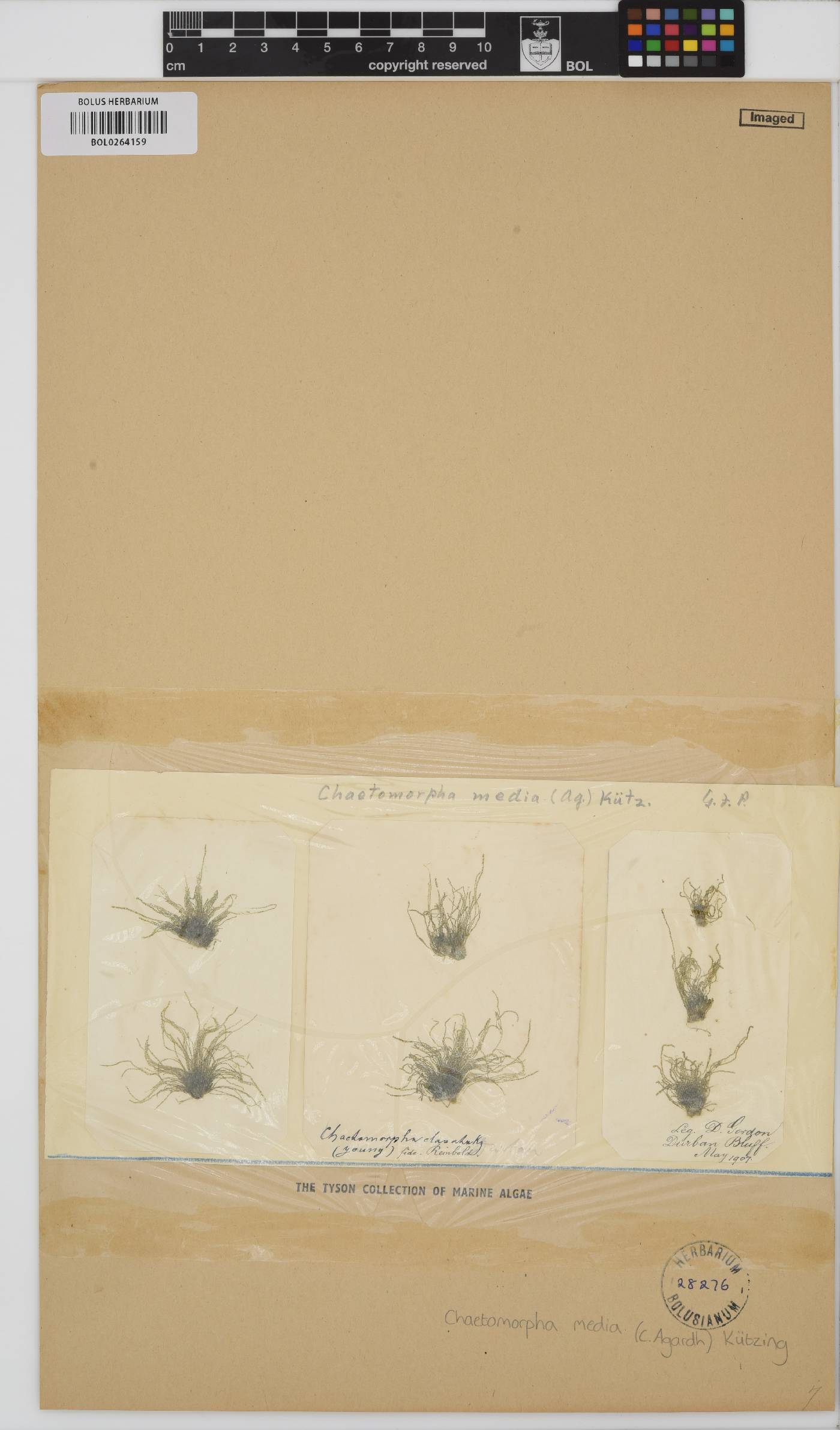 Chaetomorpha antennina image
