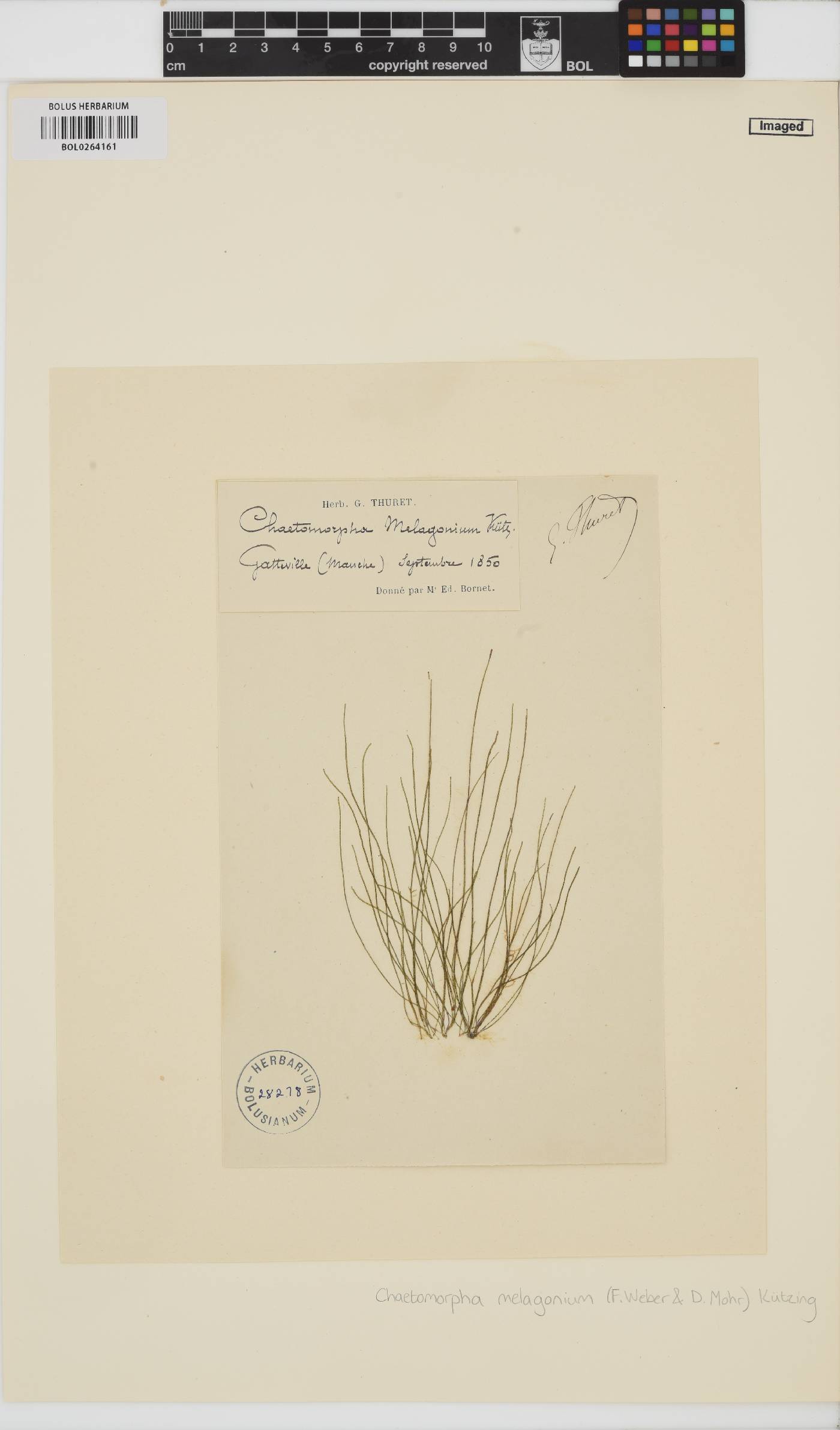 Chaetomorpha melagonium image