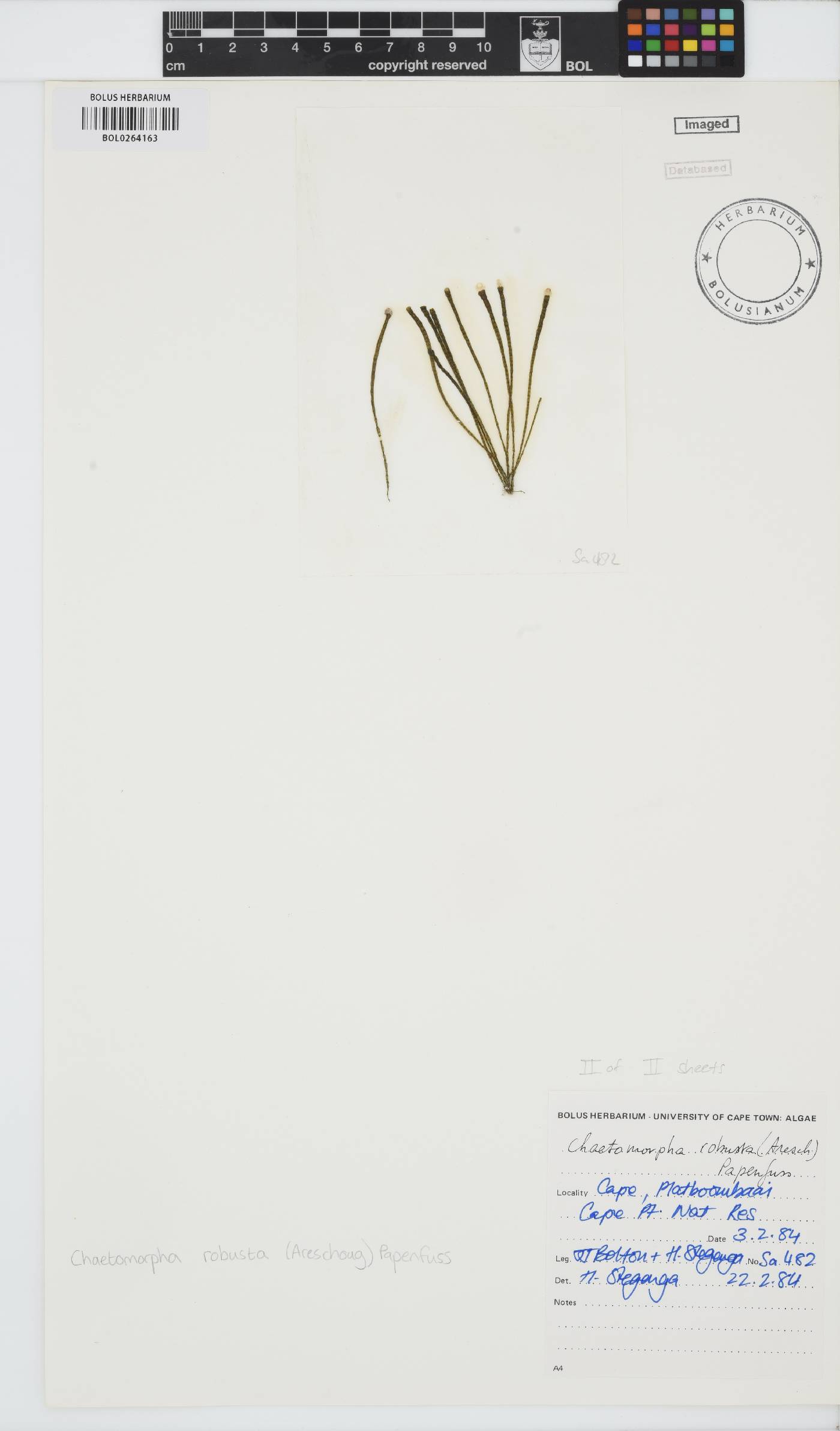 Chaetomorpha robusta image