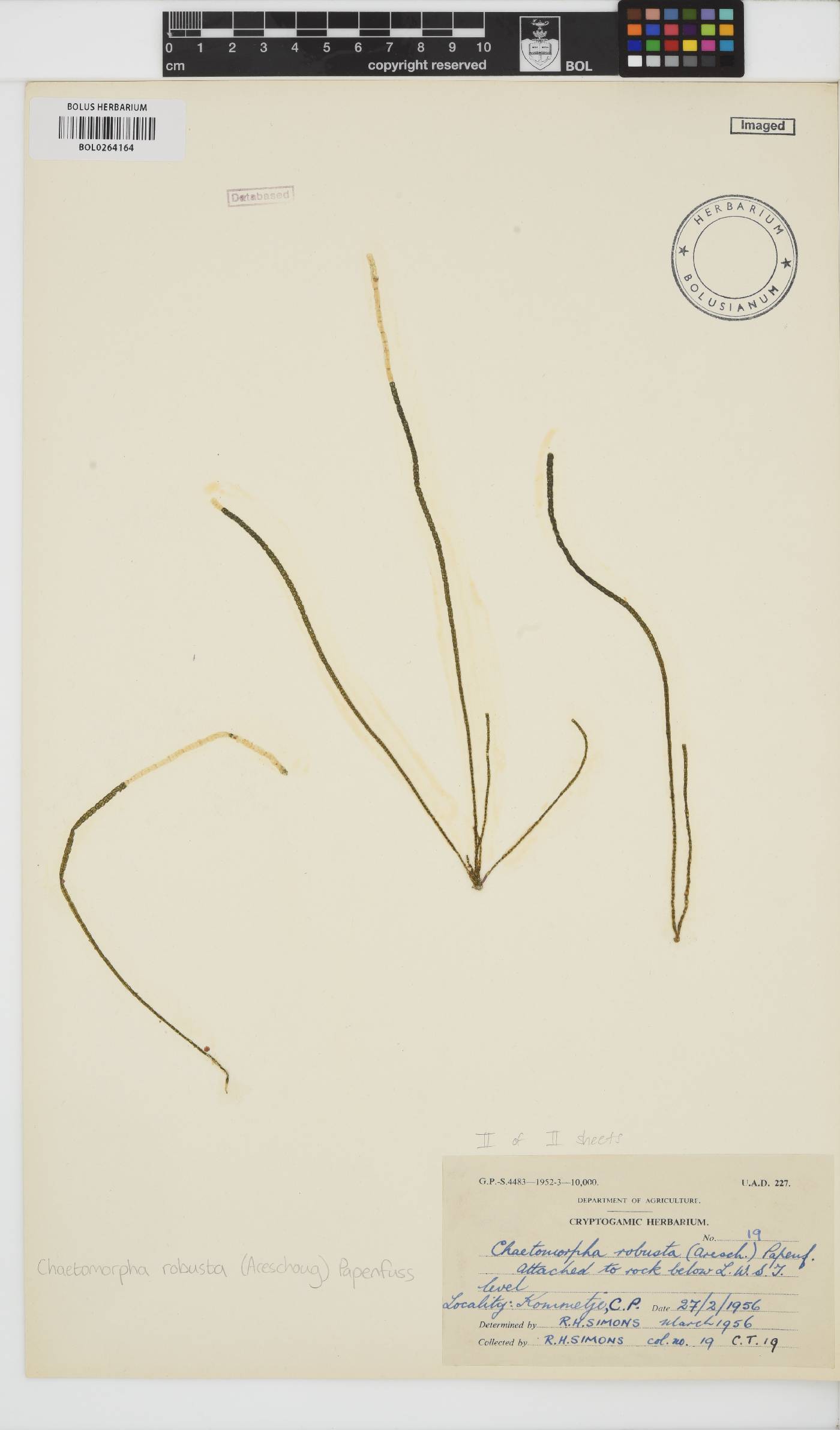 Chaetomorpha robusta image