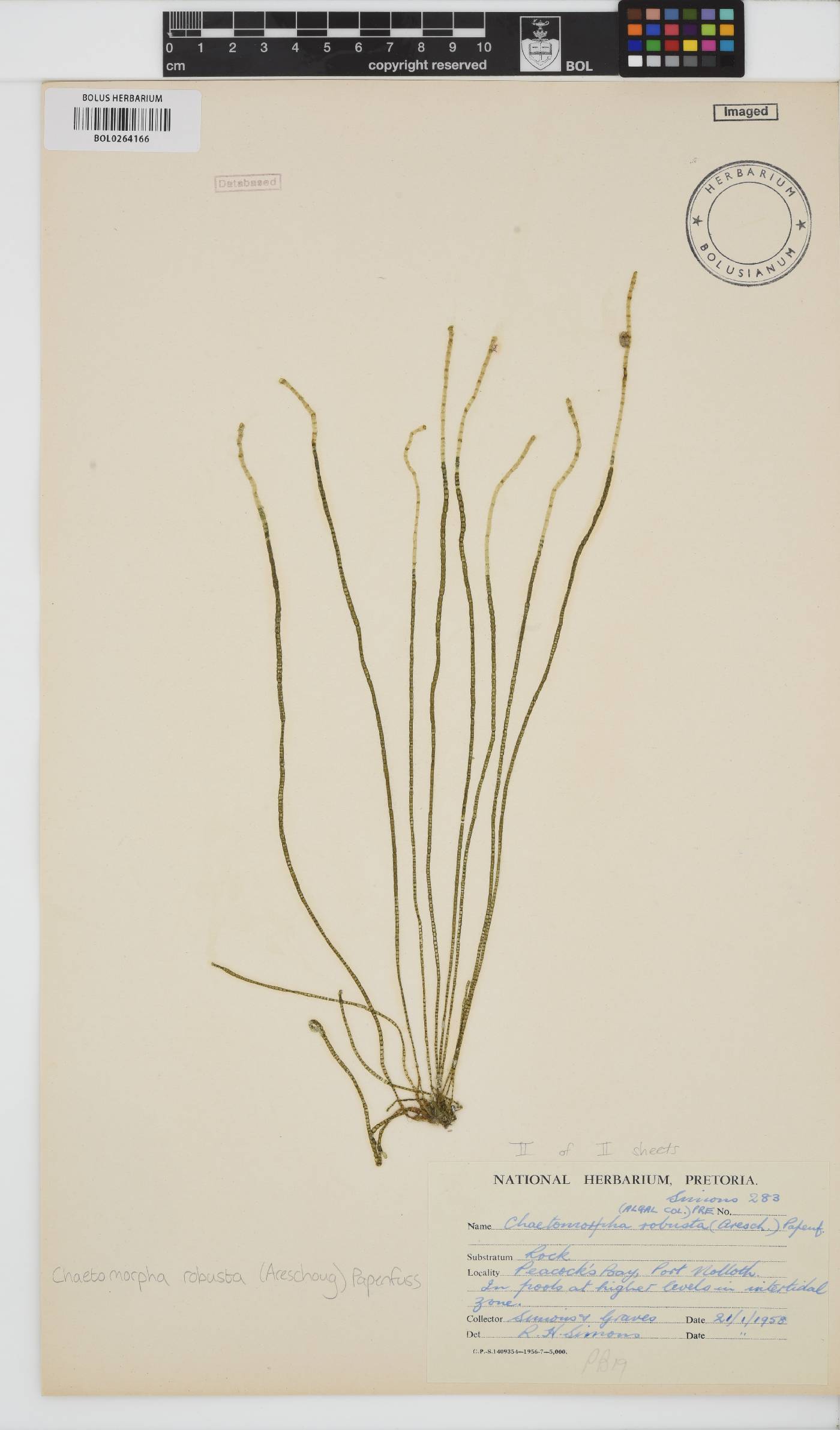 Chaetomorpha robusta image