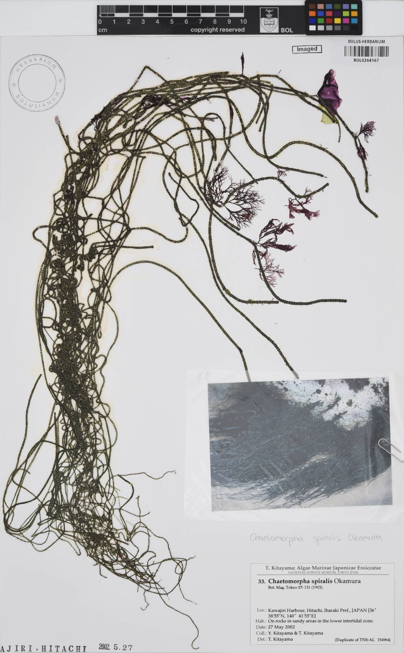 Chaetomorpha spiralis image