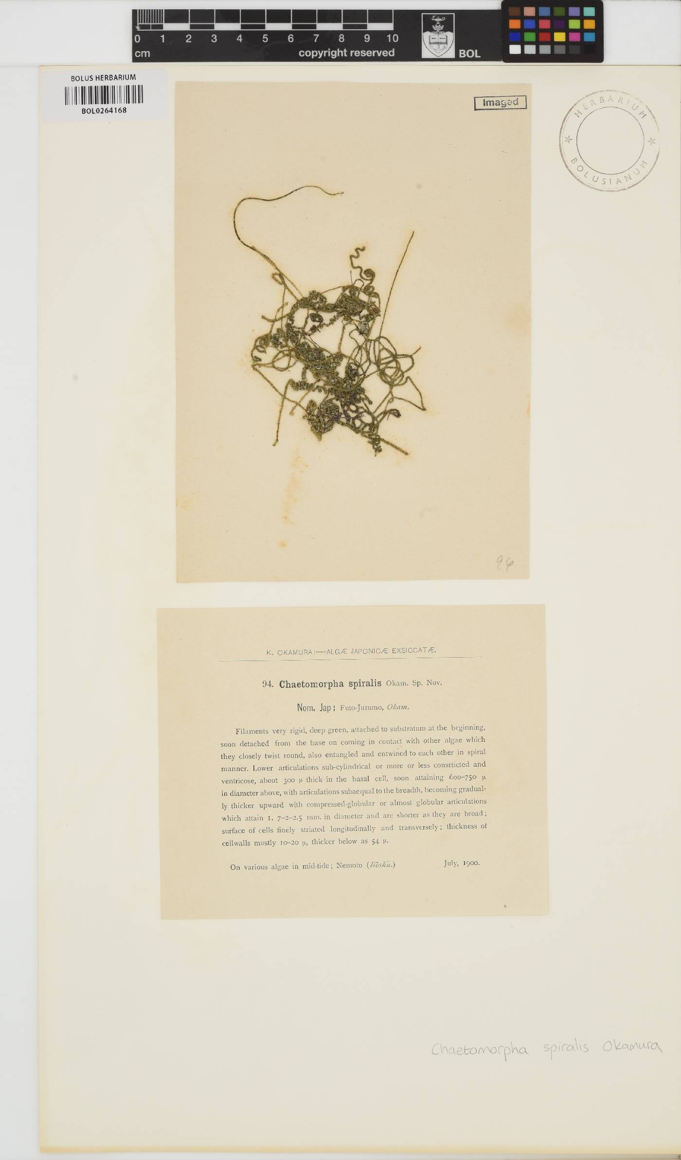 Chaetomorpha spiralis image