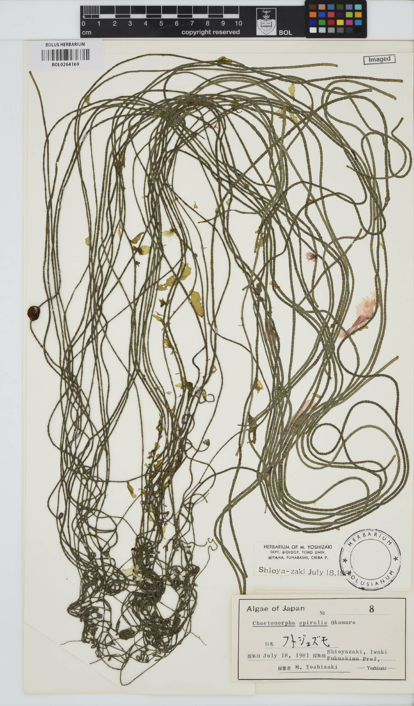 Chaetomorpha spiralis image