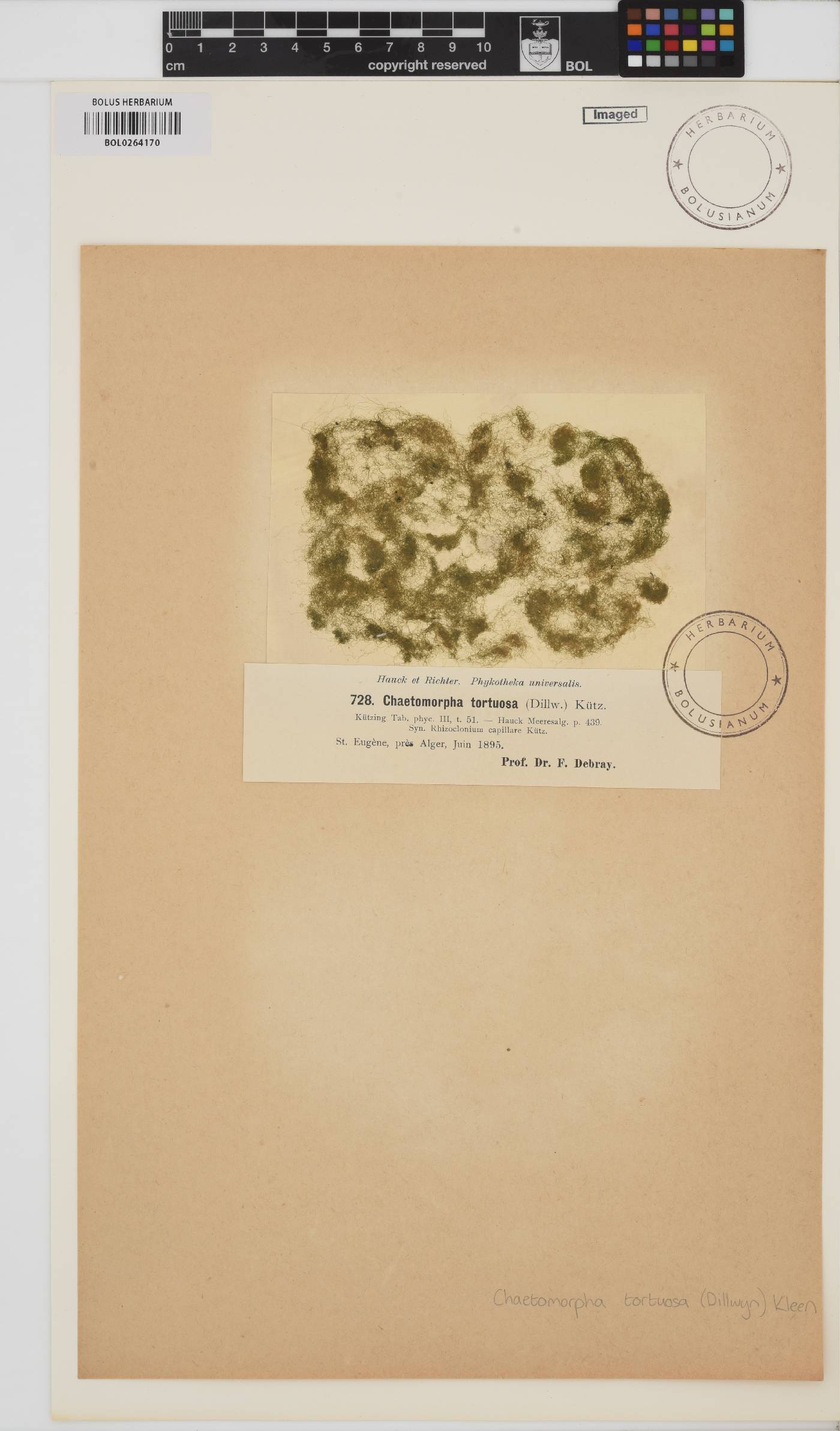 Chaetomorpha tortuosa image