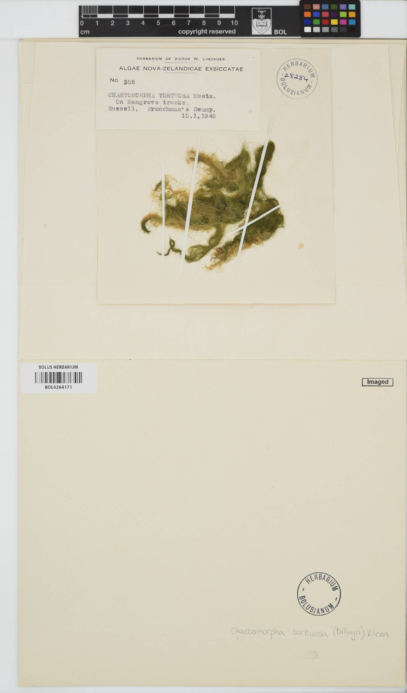 Chaetomorpha tortuosa image