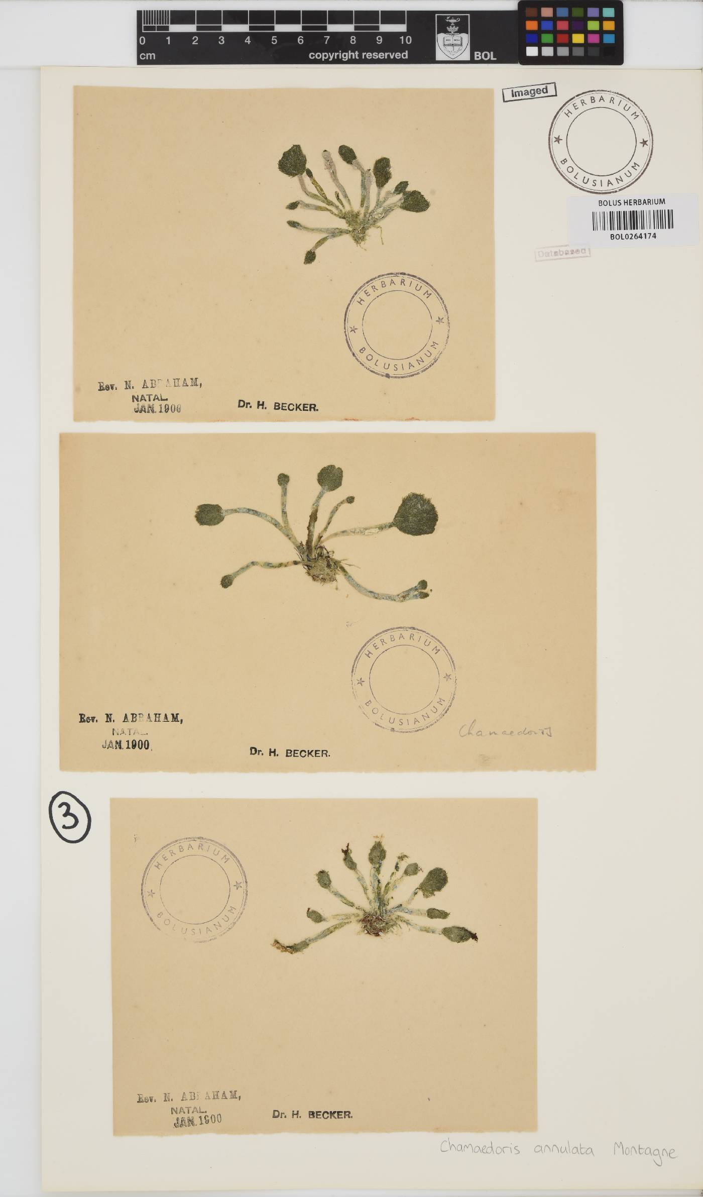 Chamaedoris peniculum image