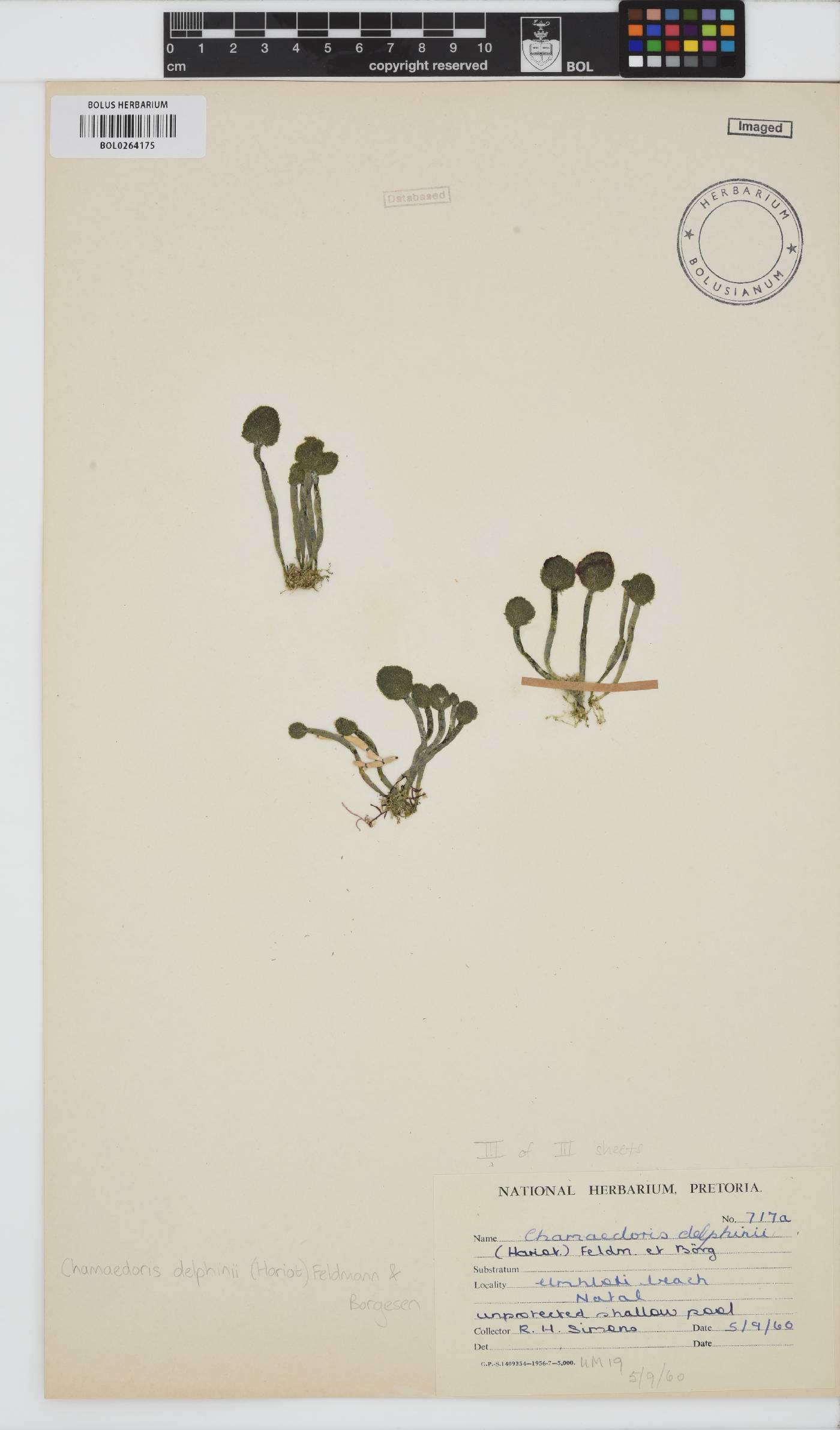 Chamaedoris delphinii image