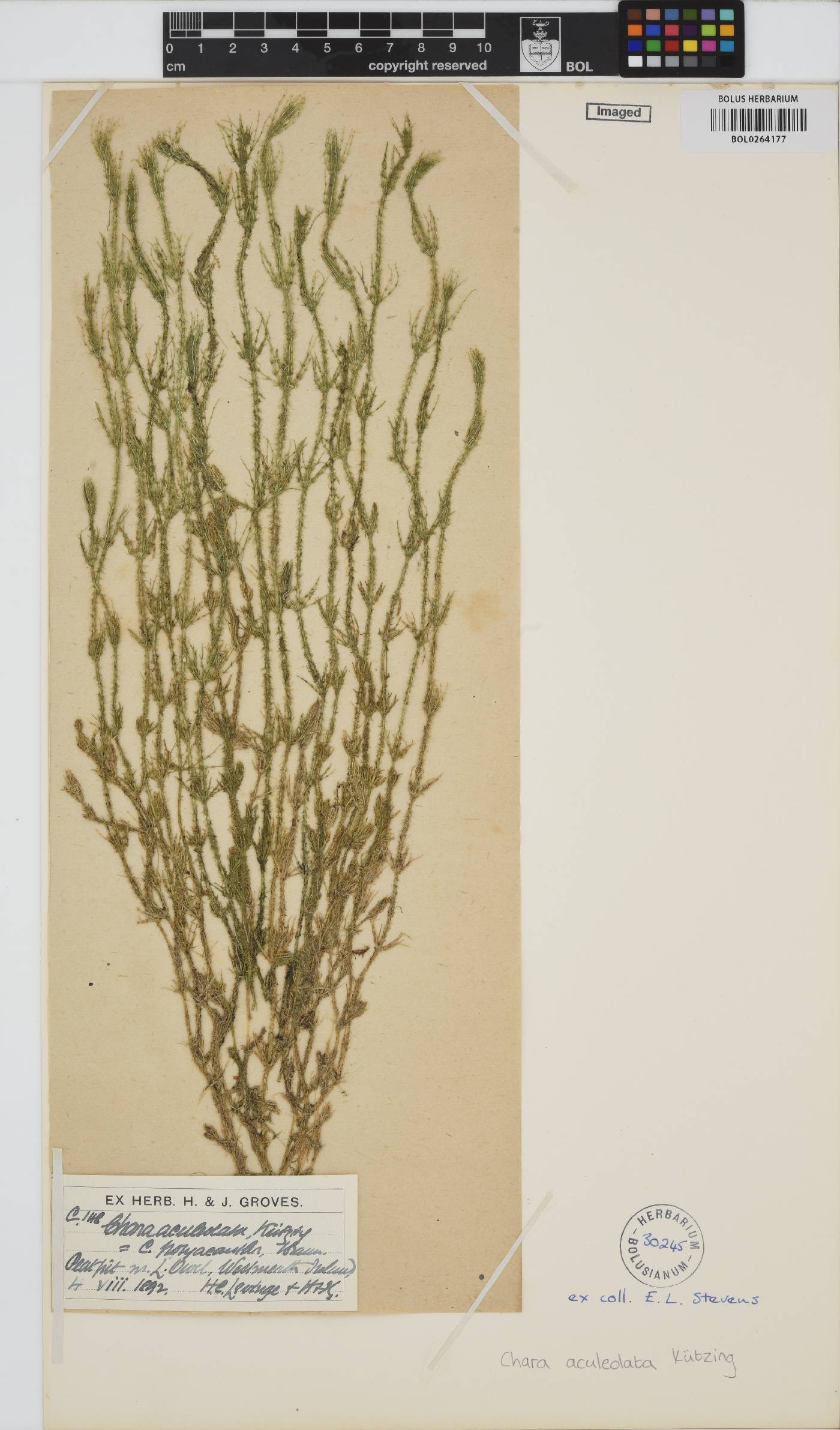 Chara aculeolata image