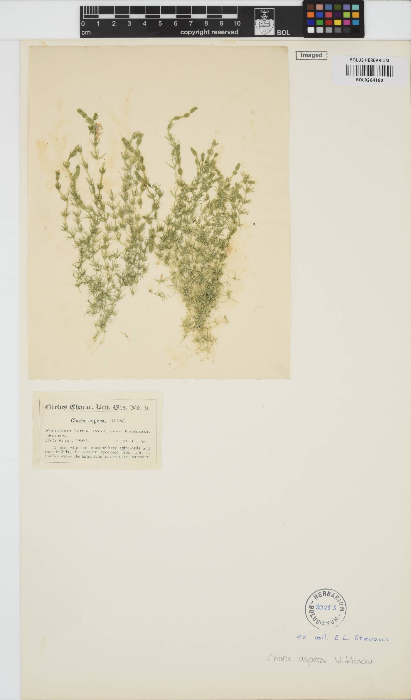 Chara aspera image