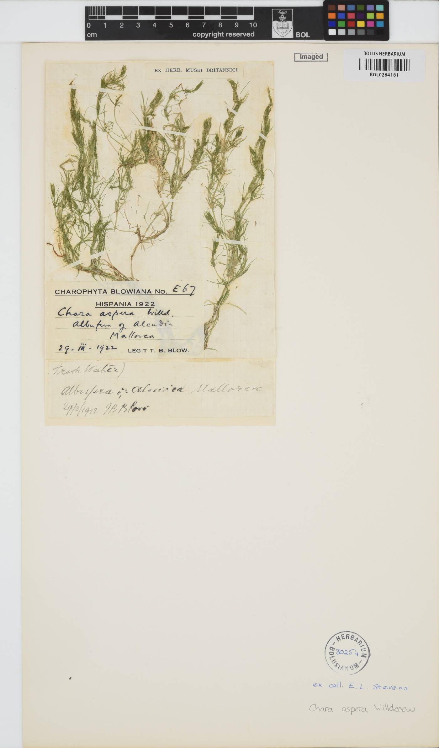 Chara aspera image