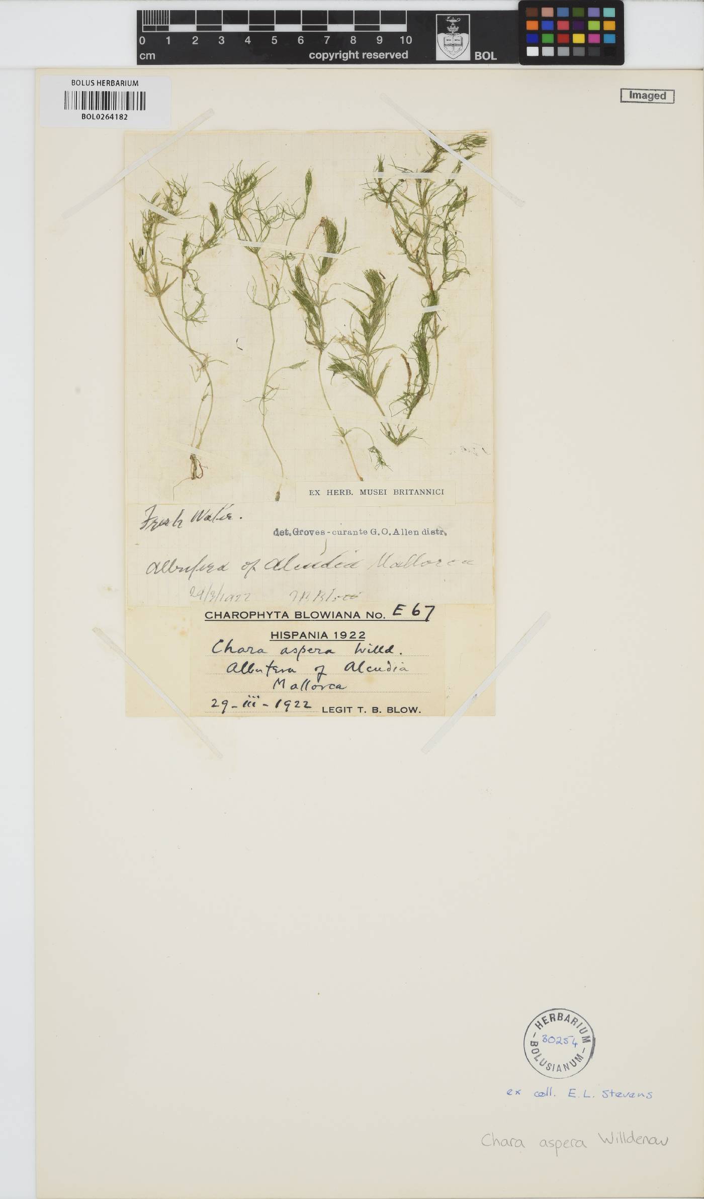 Chara aspera image