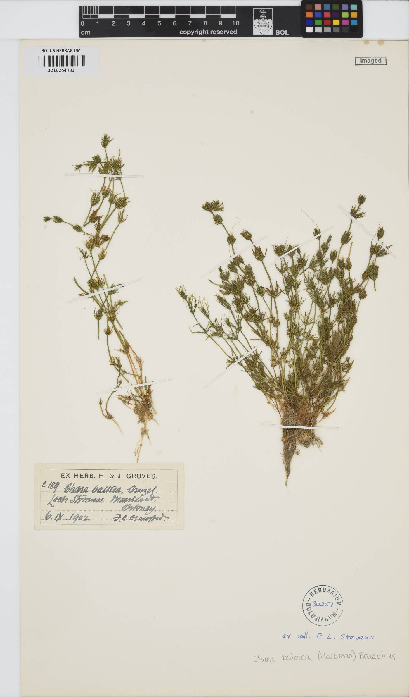 Chara baltica image