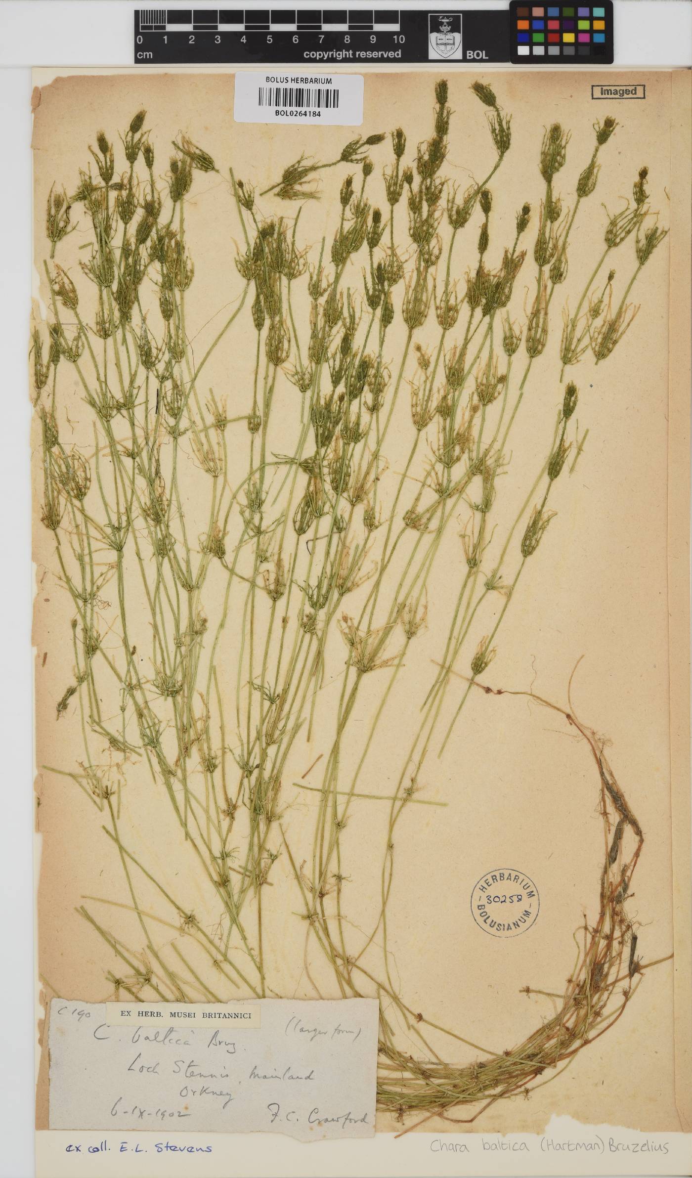 Chara baltica image