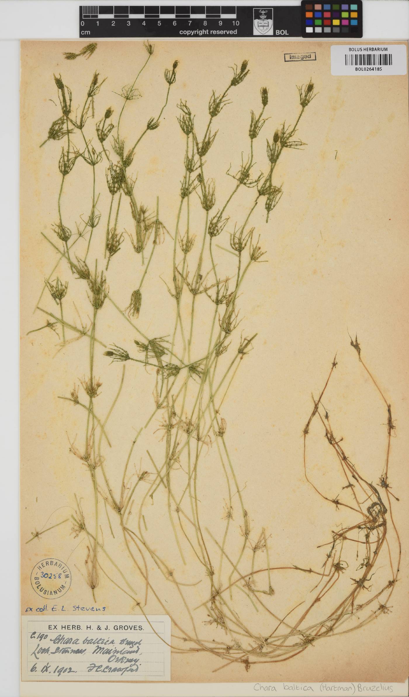 Chara baltica image