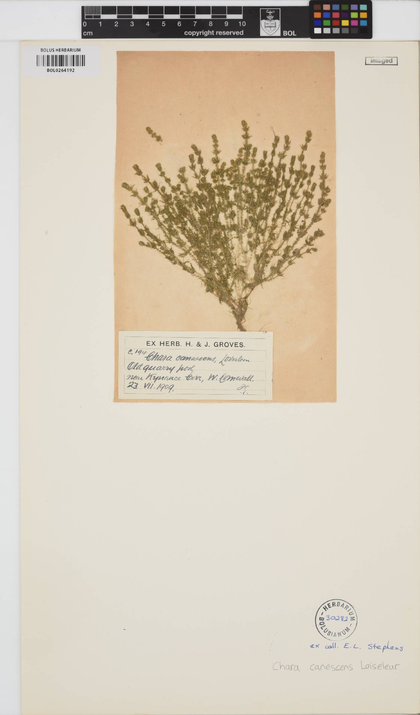 Chara canescens image