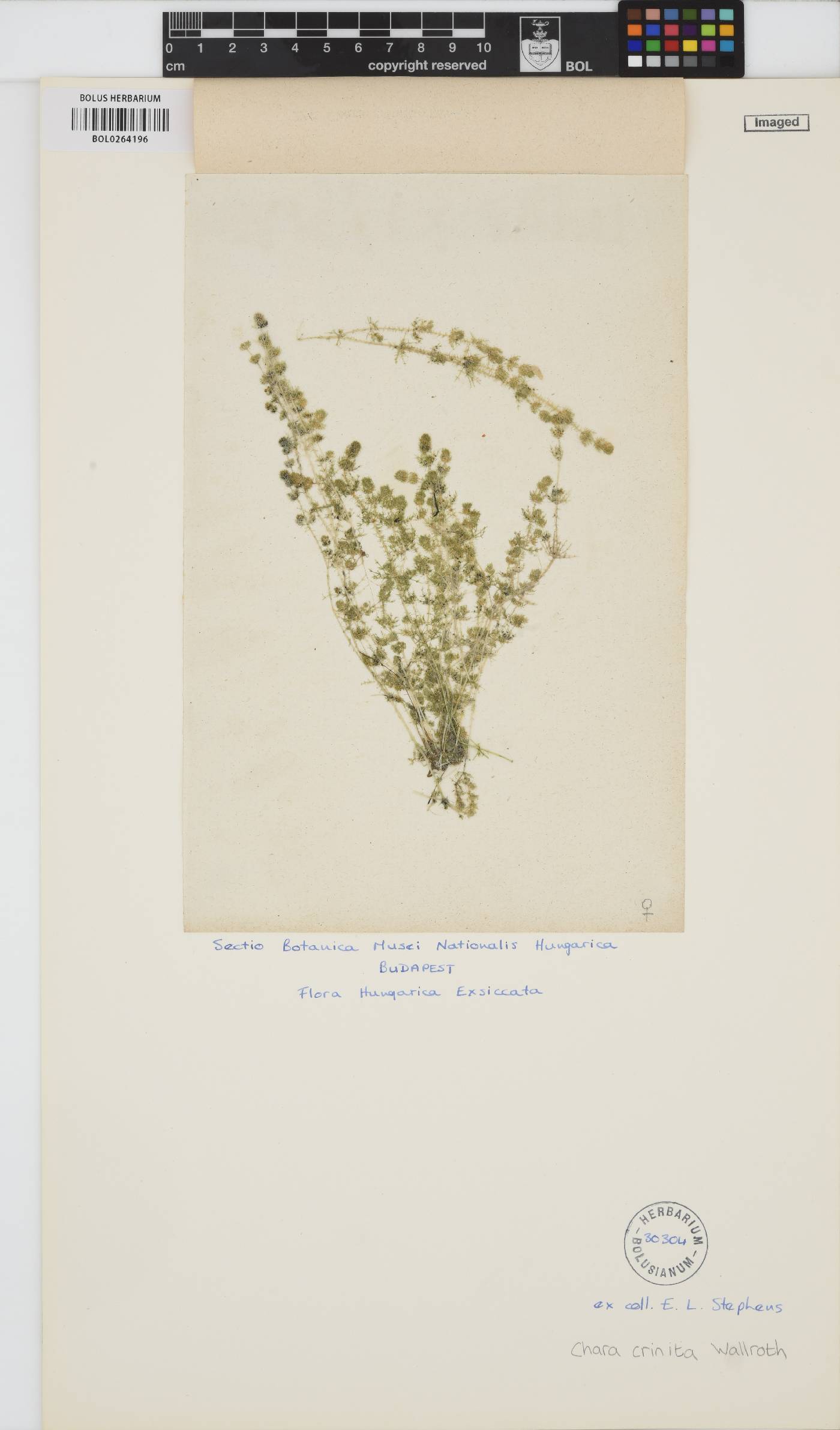 Chara canescens image