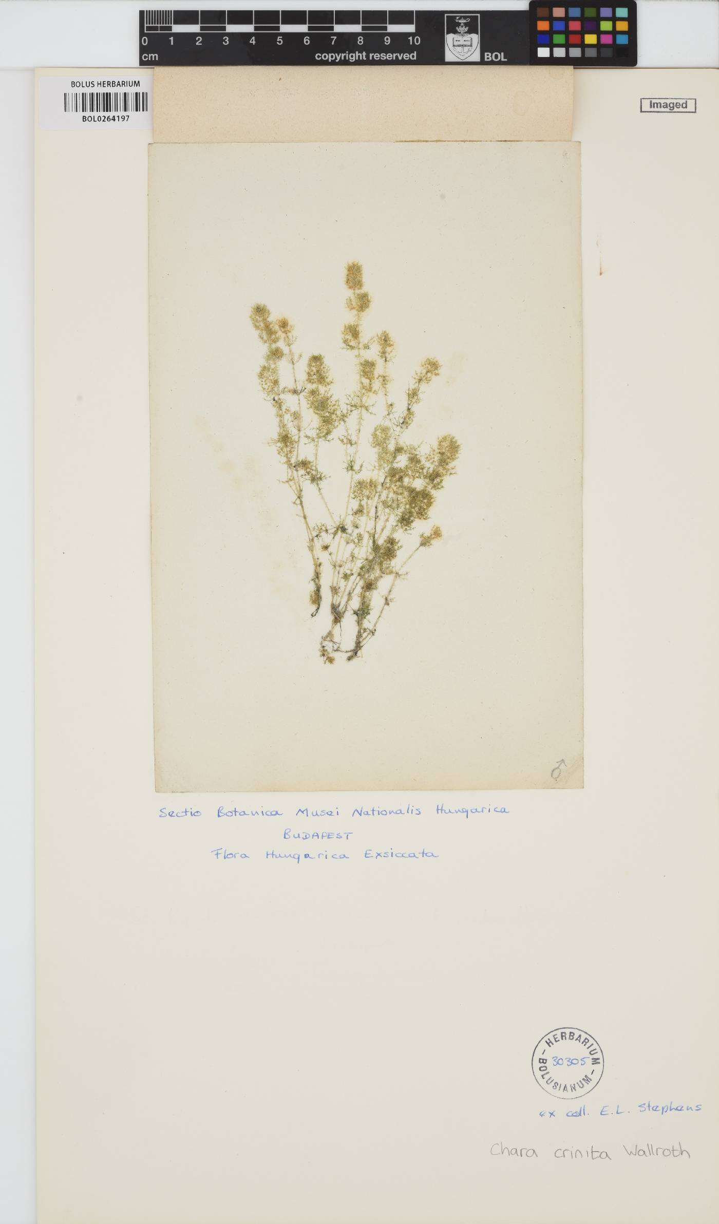 Chara canescens image