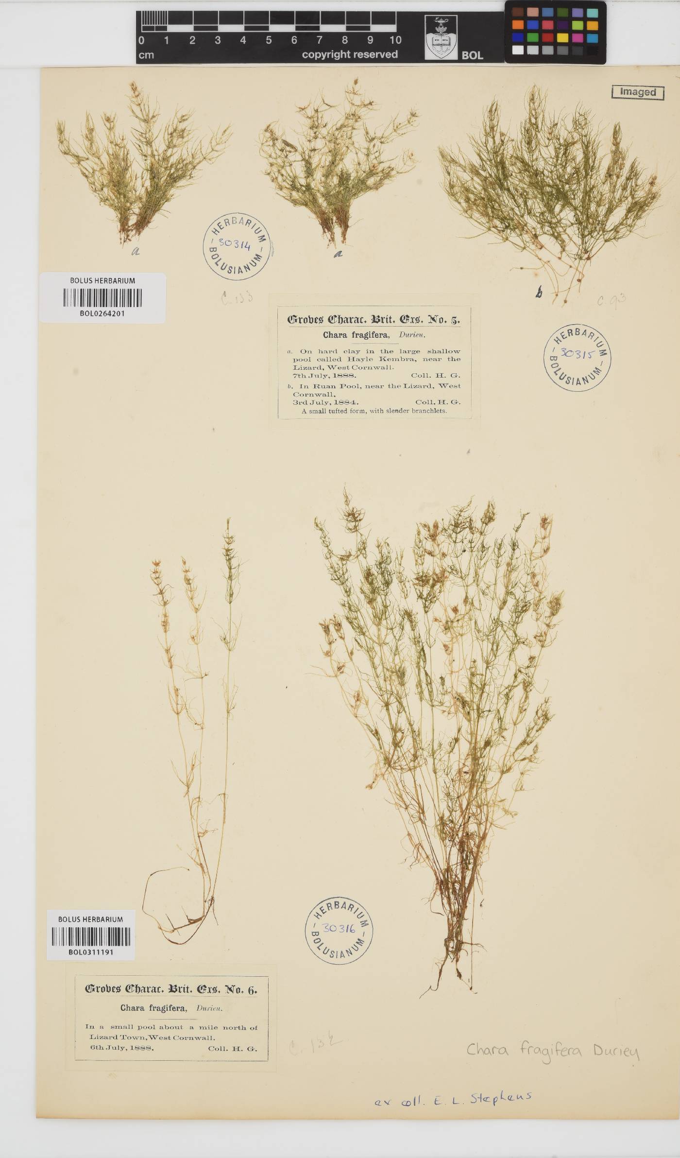 Chara fragifera image