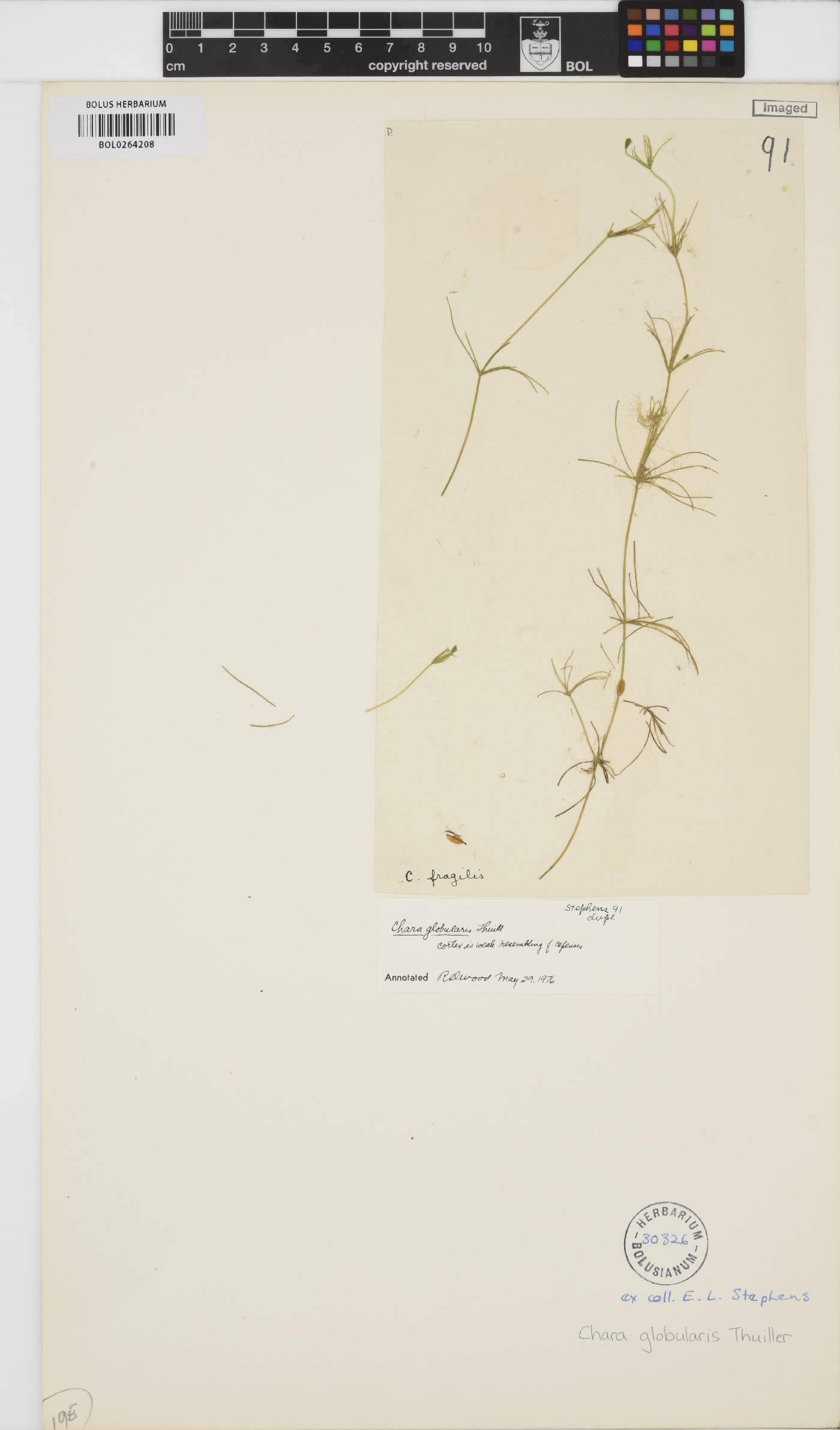 Chara globularis image