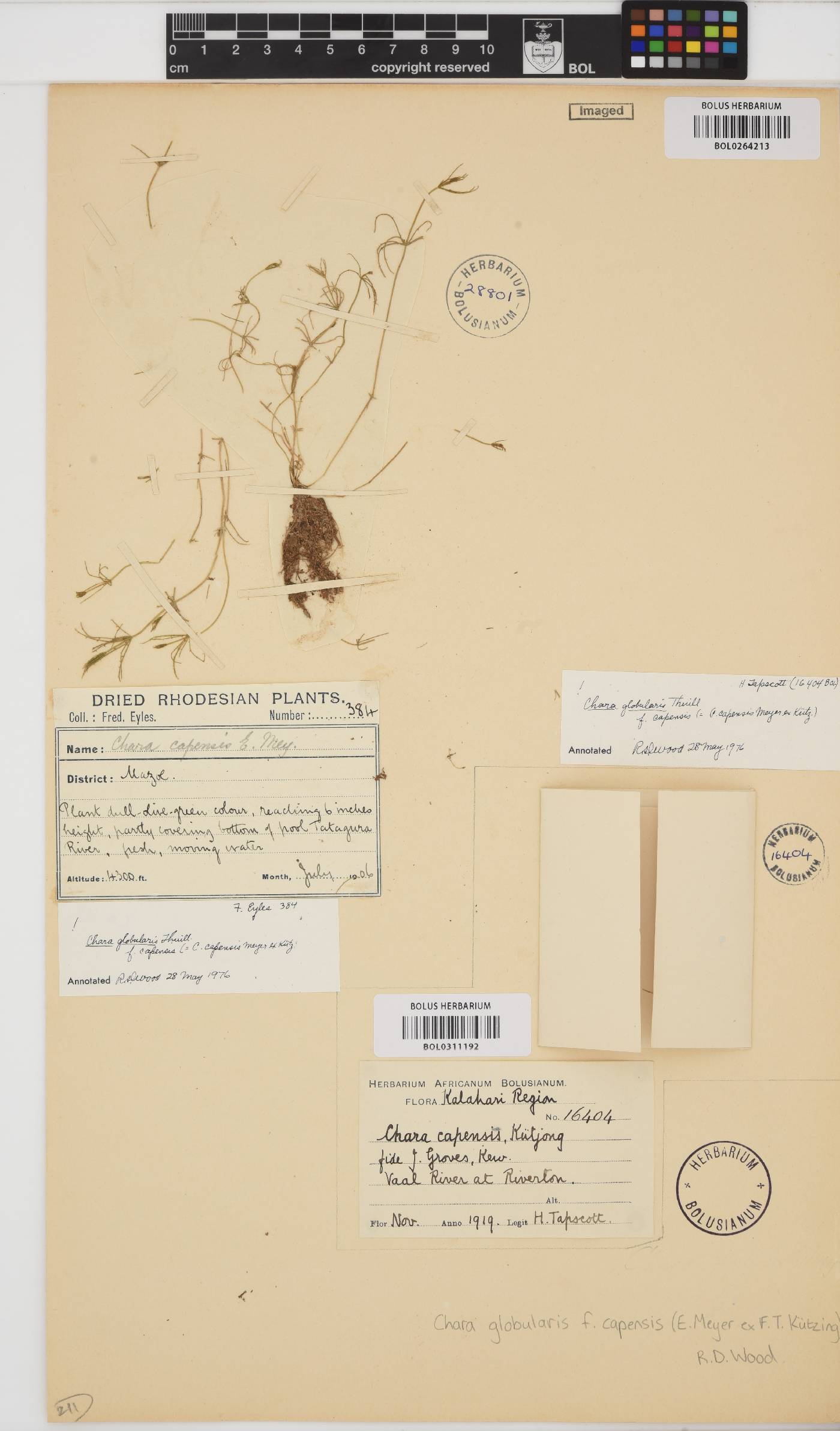 Chara capensis image