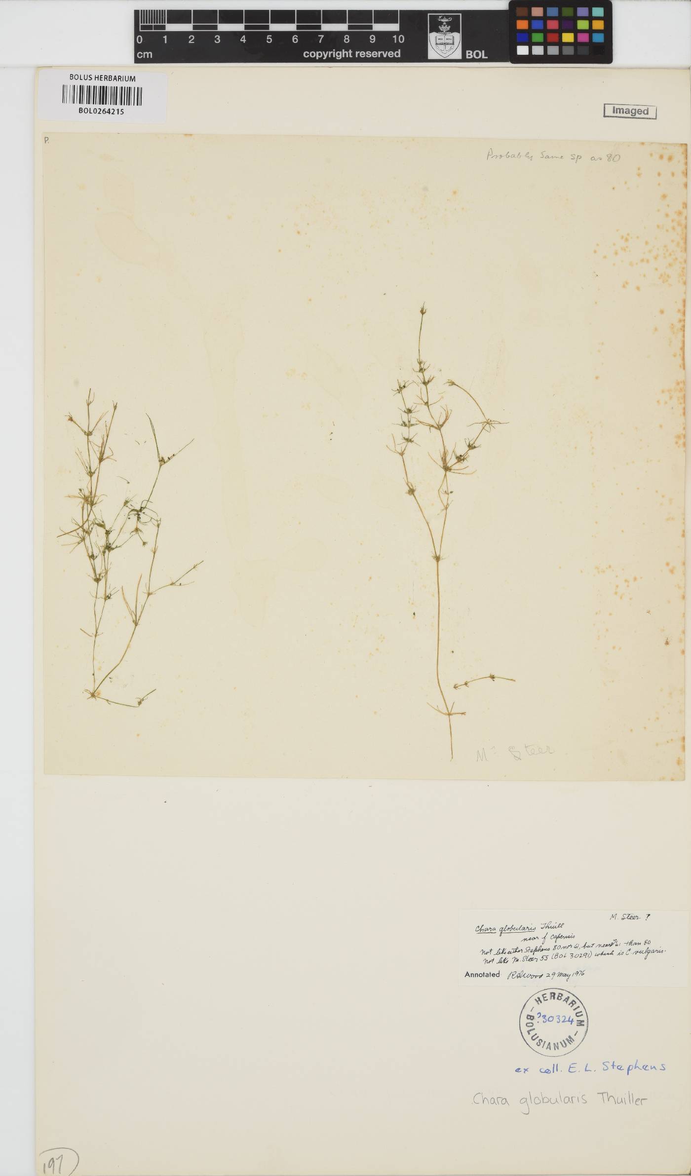 Chara globularis image