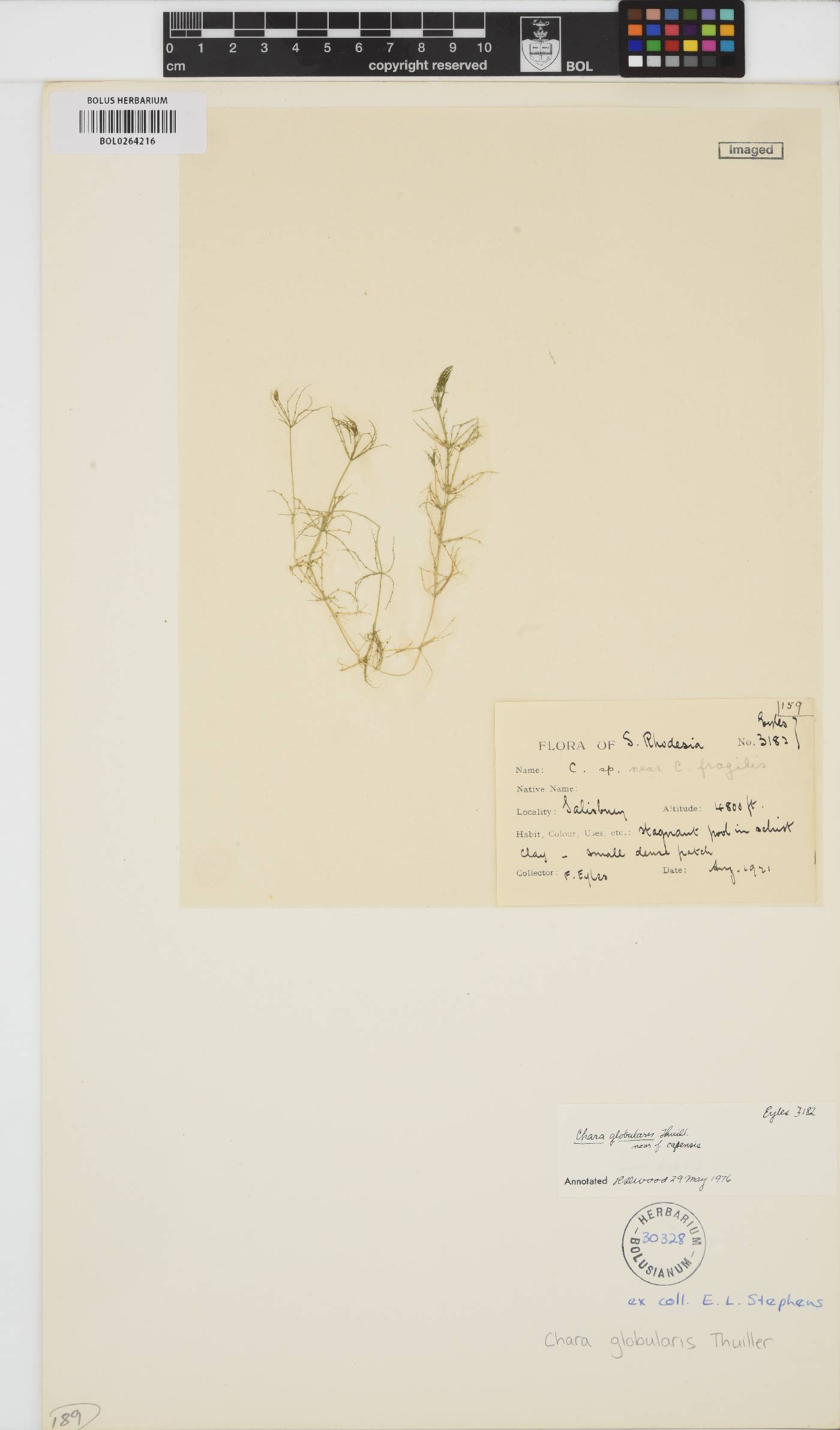 Chara globularis image