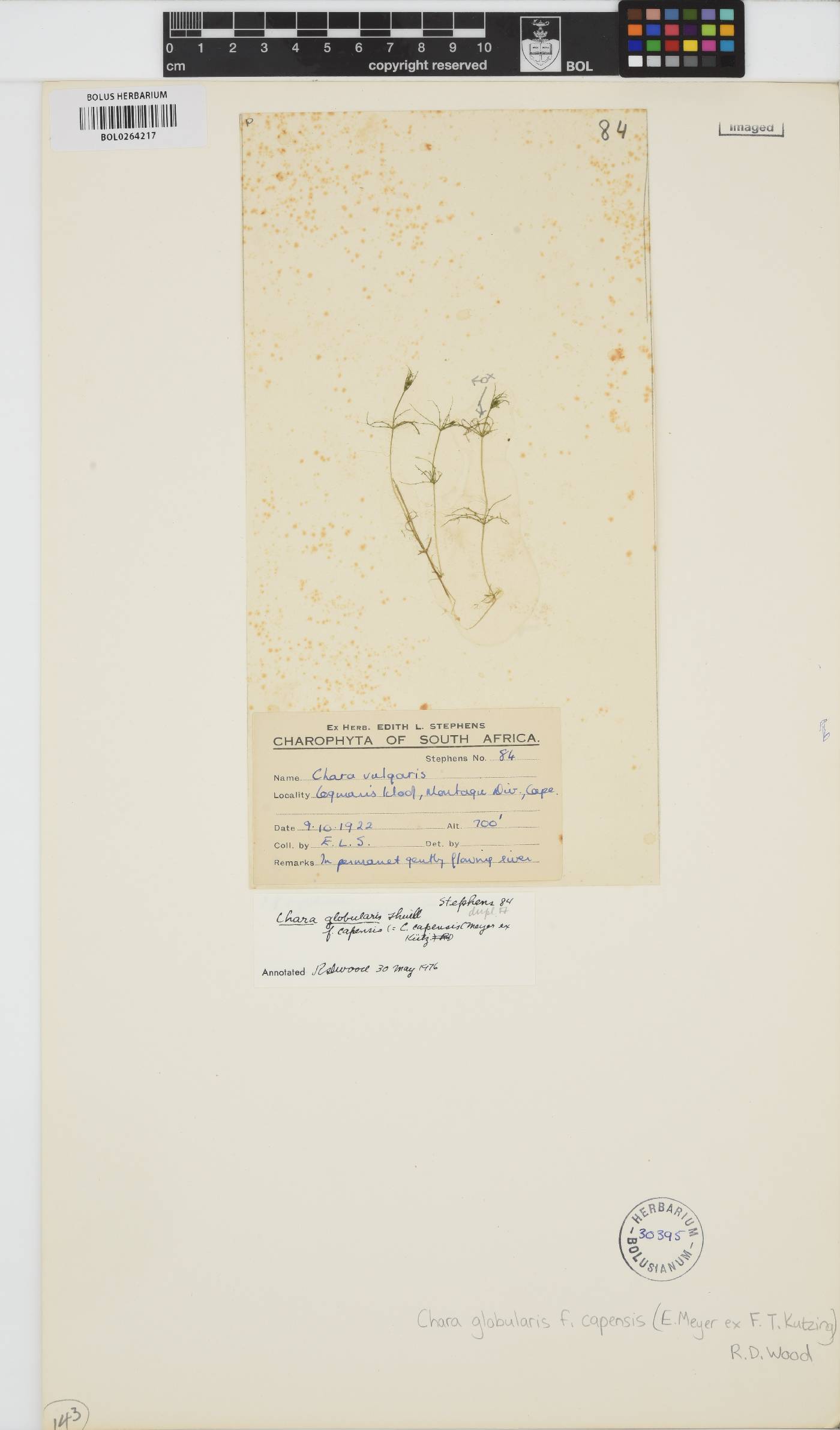 Chara capensis image