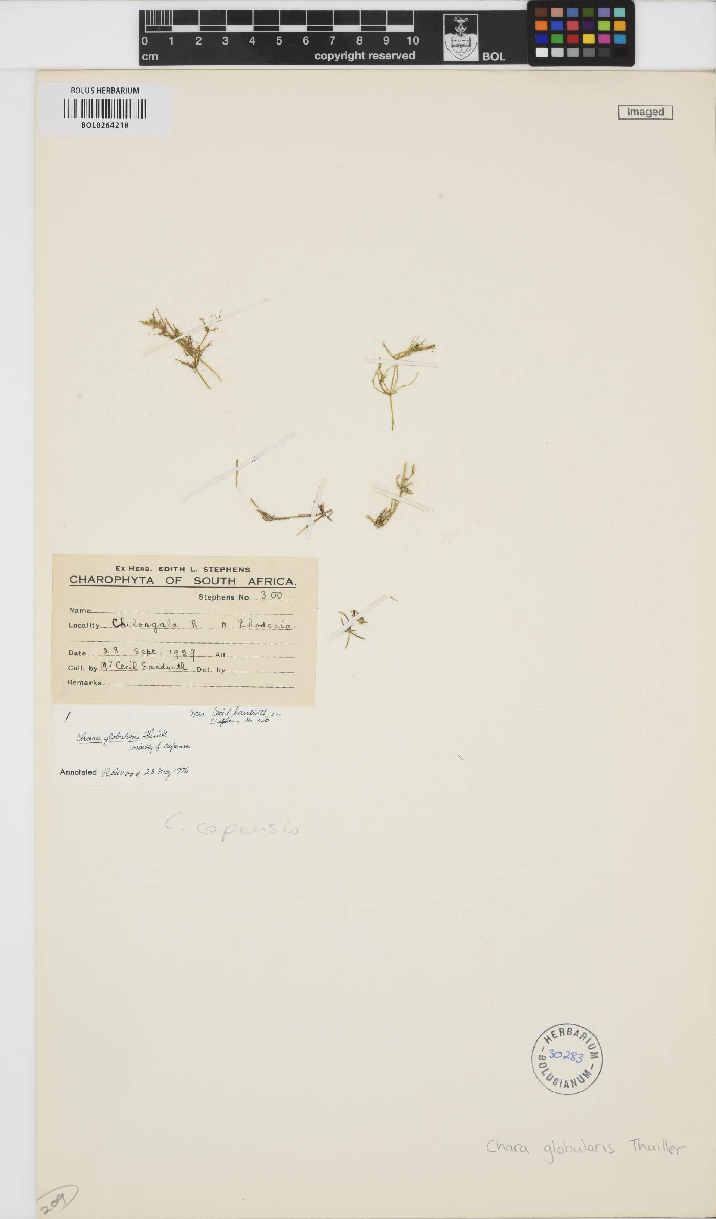 Chara globularis image