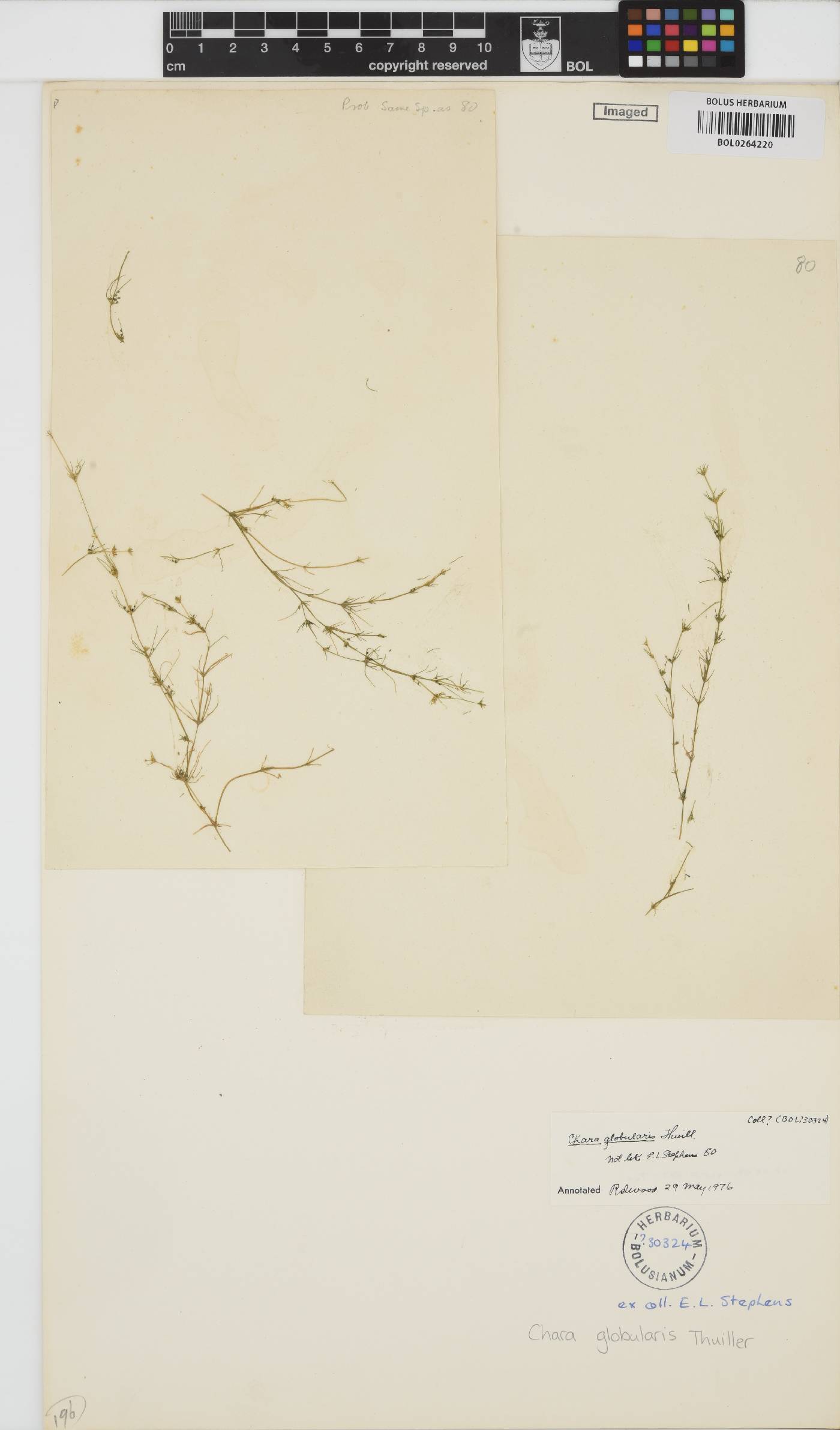 Chara globularis image