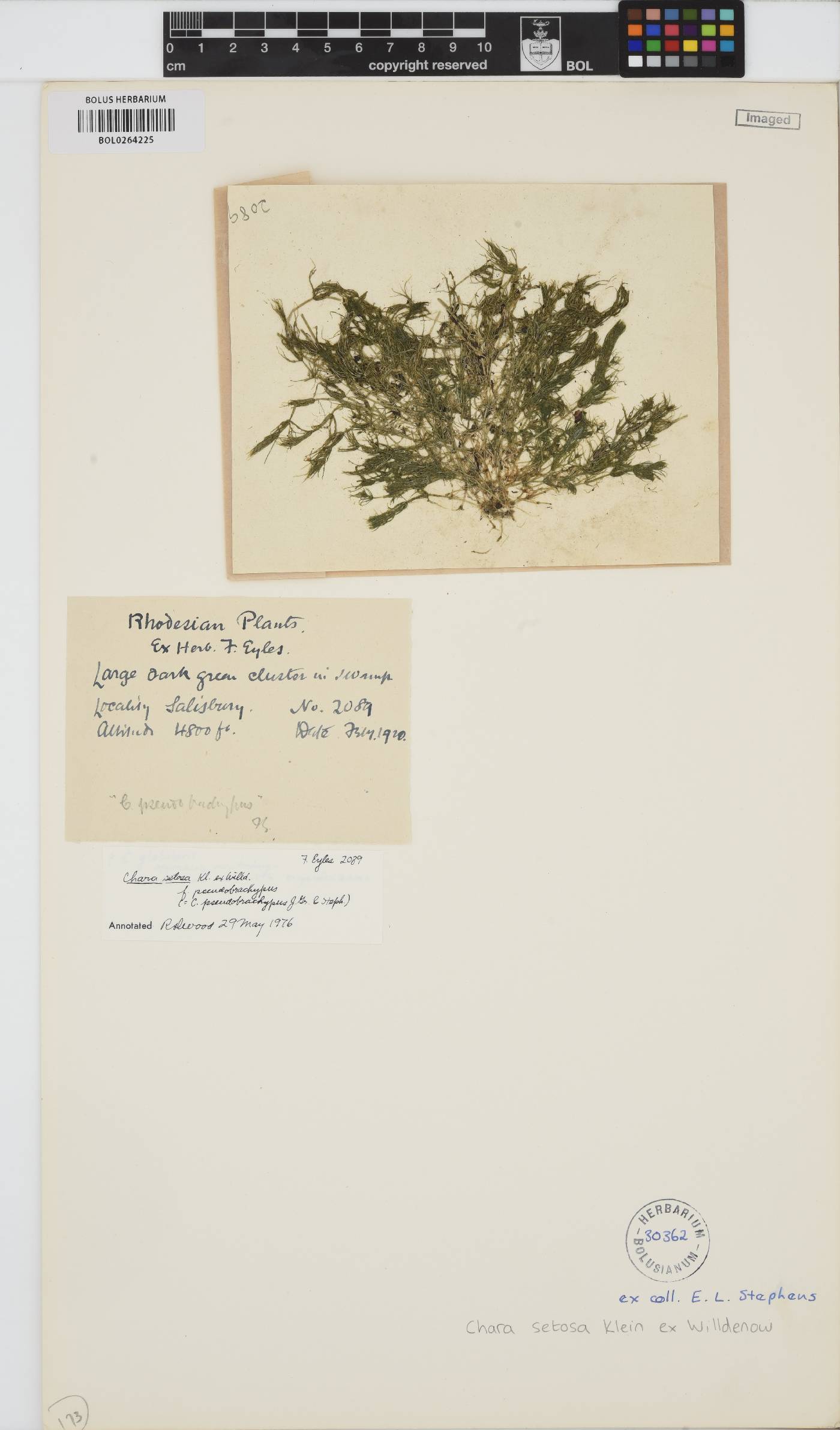 Chara setosa image