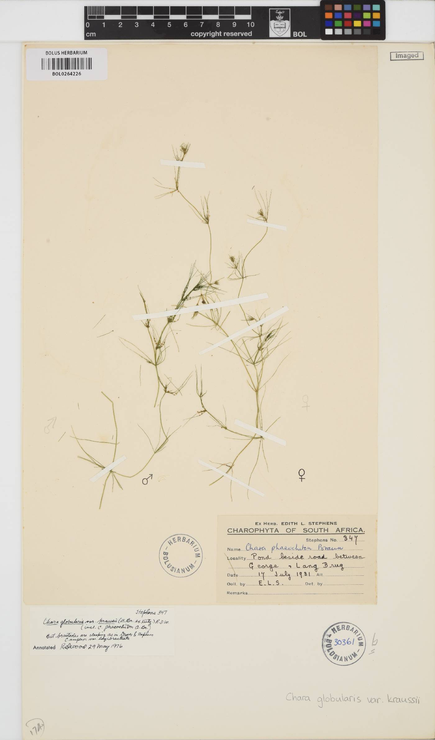 Chara vulgaris image