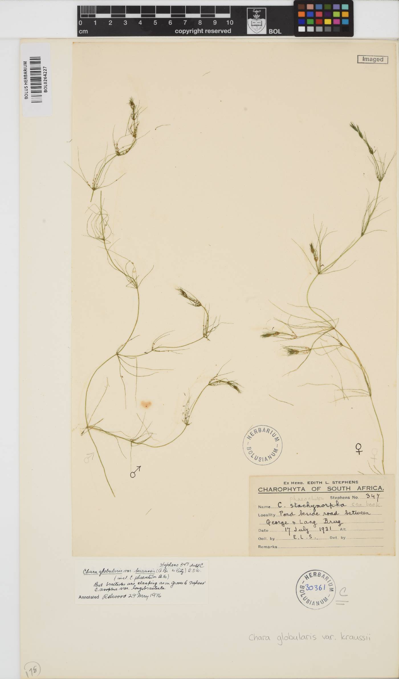 Chara vulgaris image