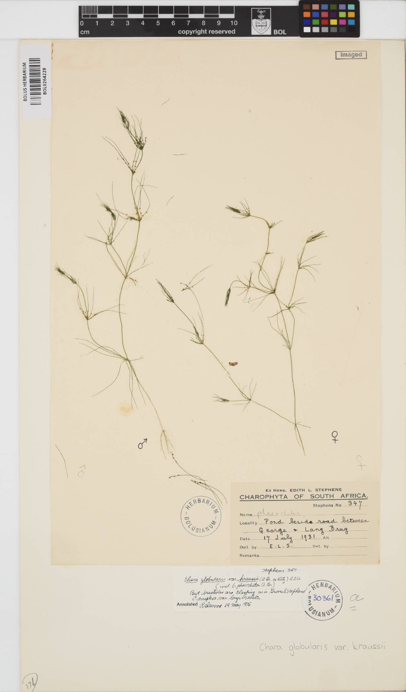 Chara vulgaris image
