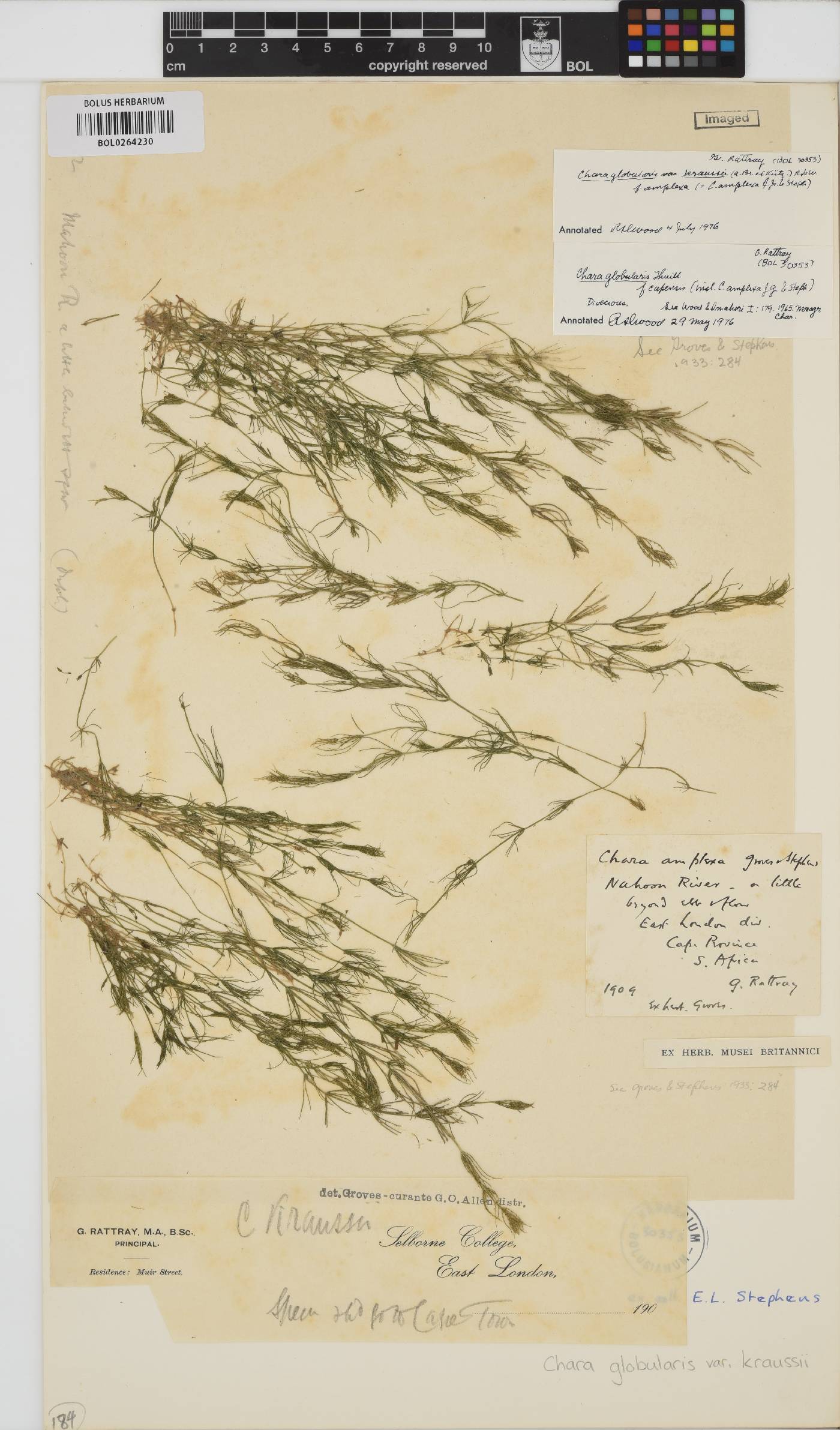 Chara vulgaris image