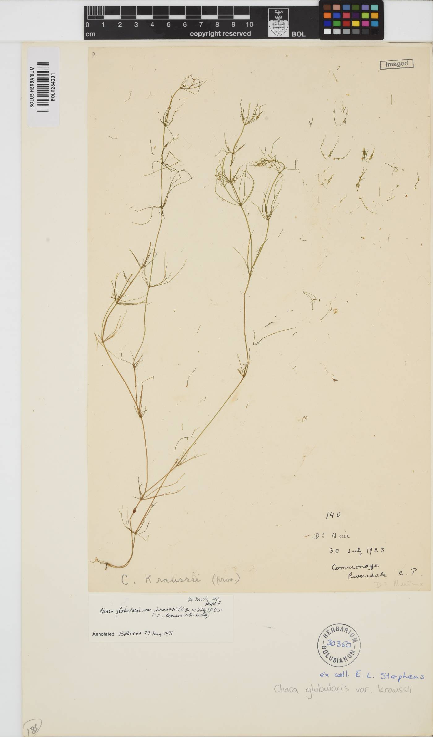 Chara vulgaris image