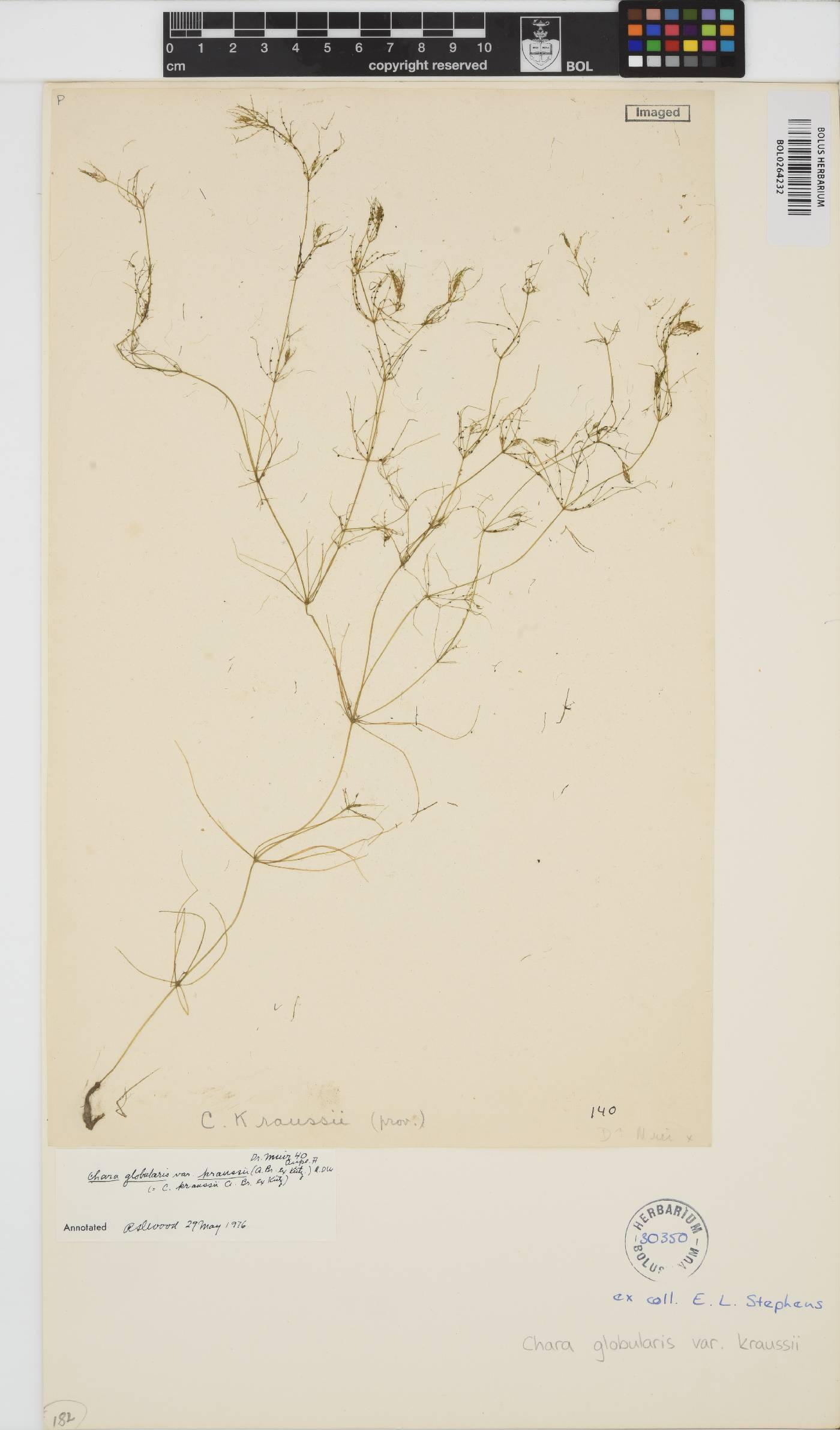 Chara vulgaris image