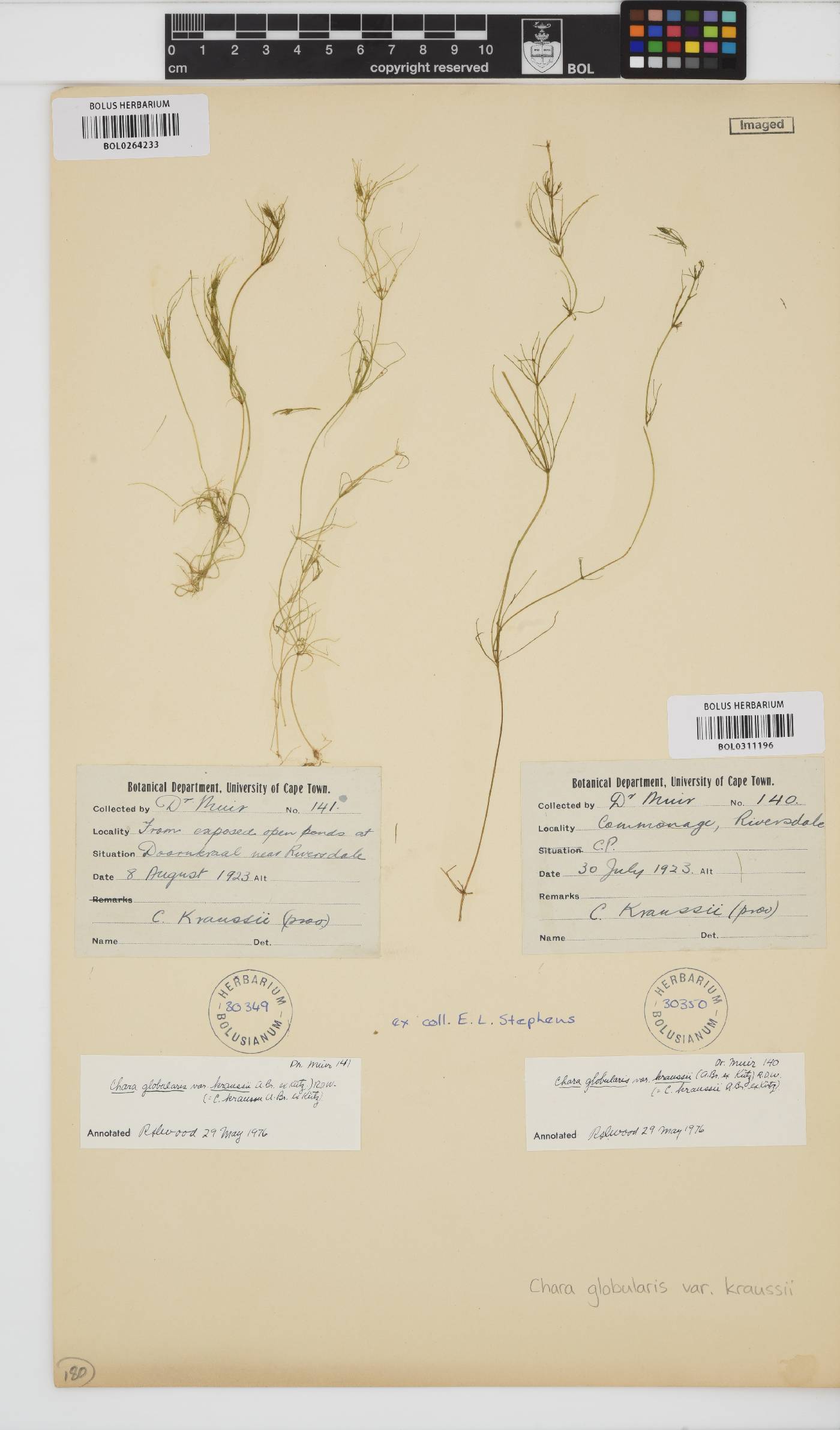 Chara vulgaris image