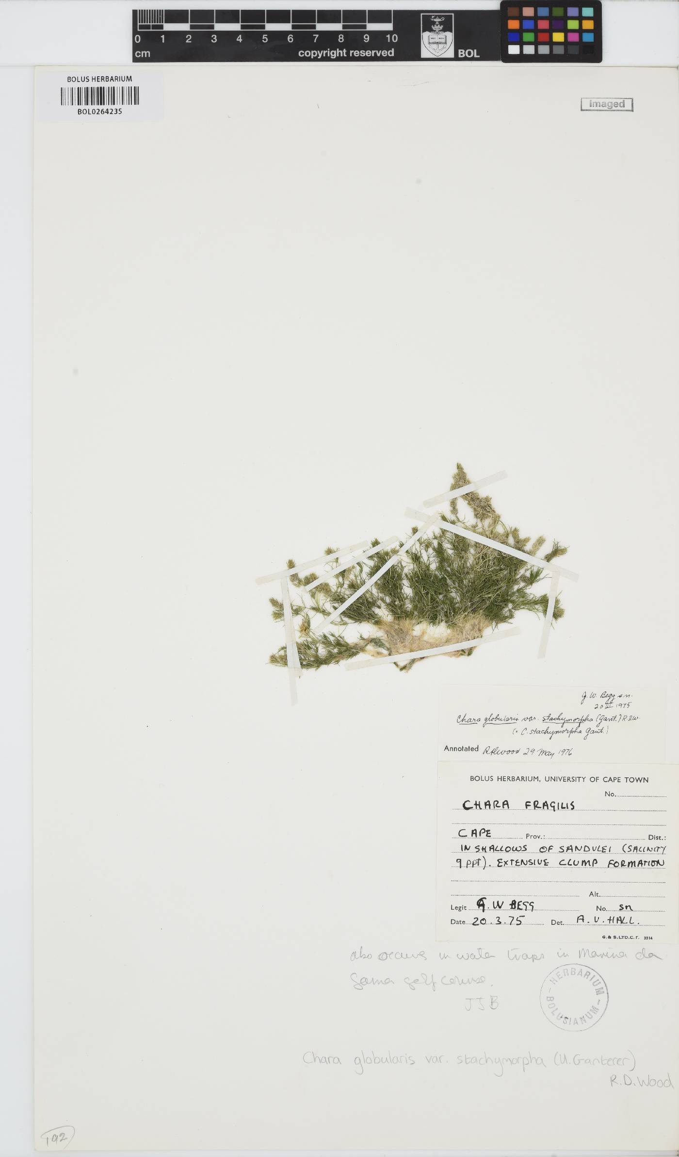 Chara stachymorpha image
