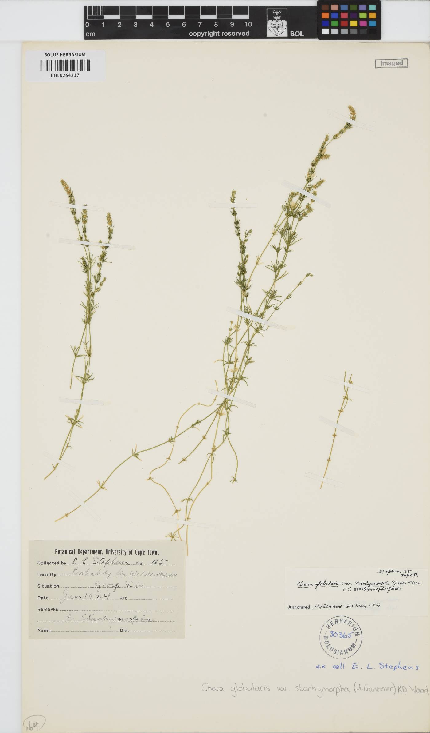 Characeae image