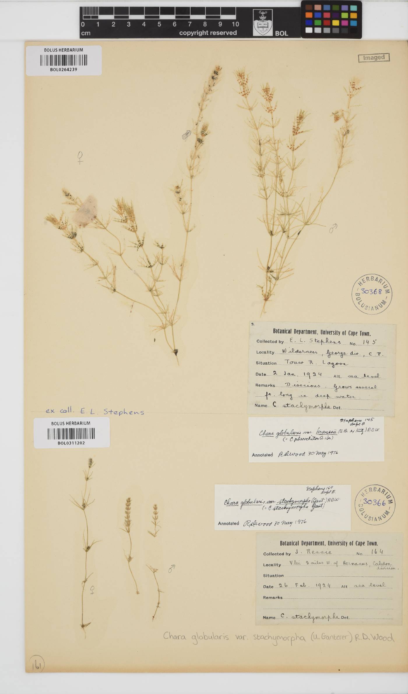 Chara stachymorpha image