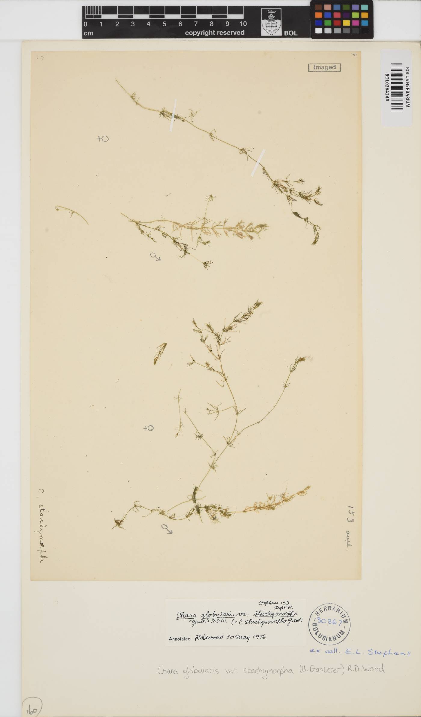 Chara stachymorpha image