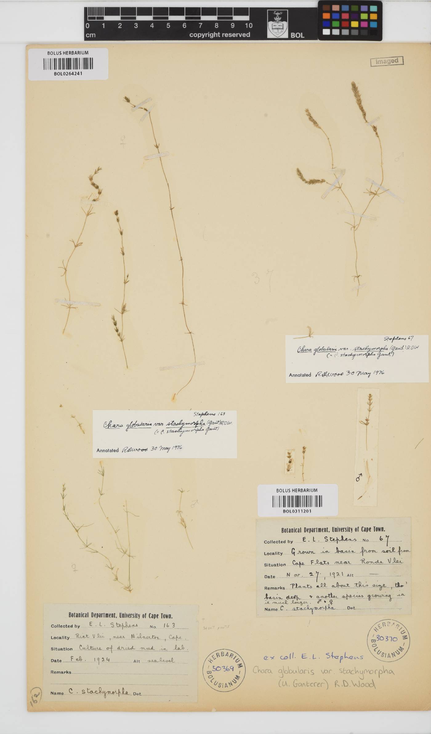 Chara stachymorpha image