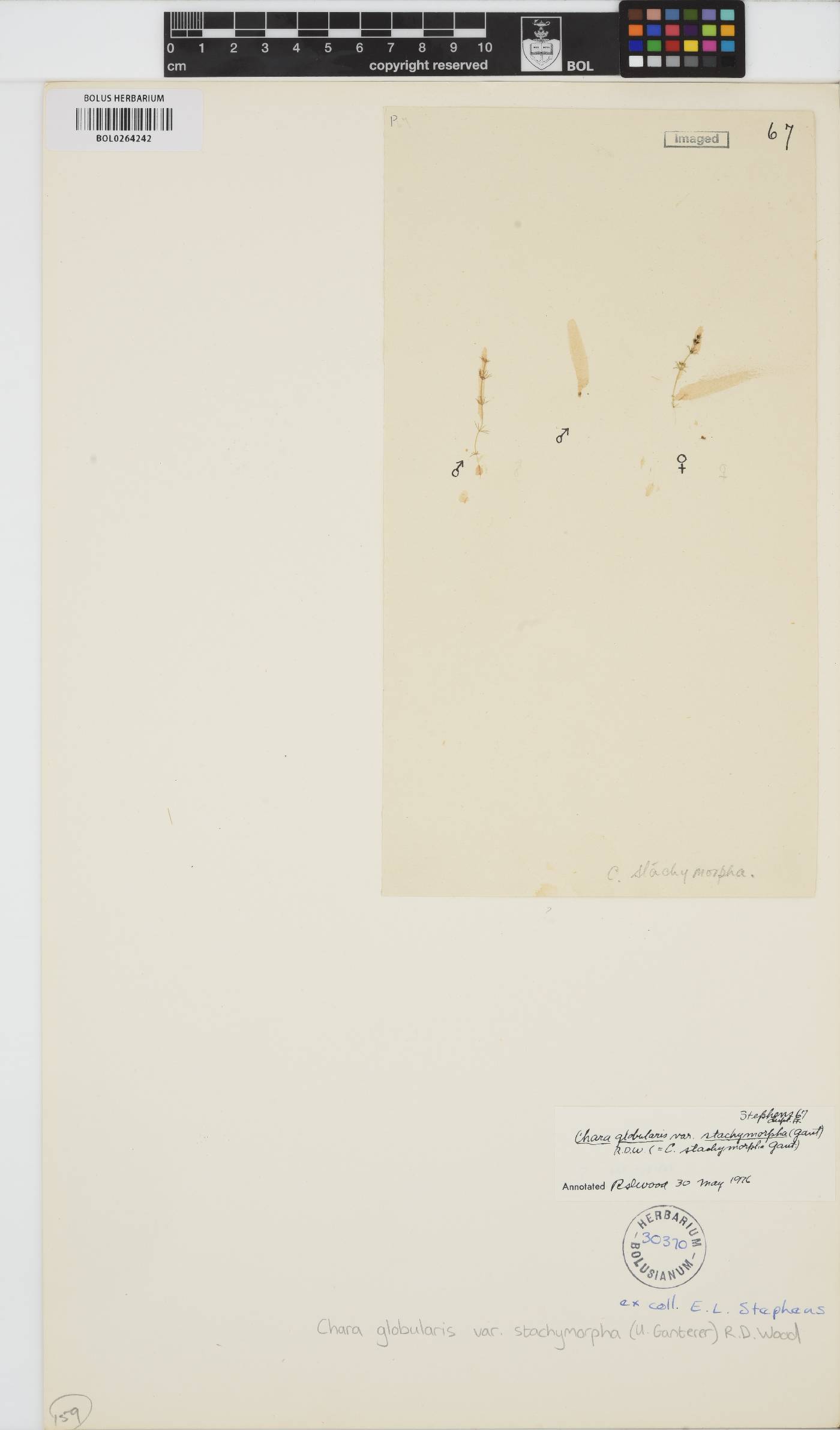 Chara stachymorpha image