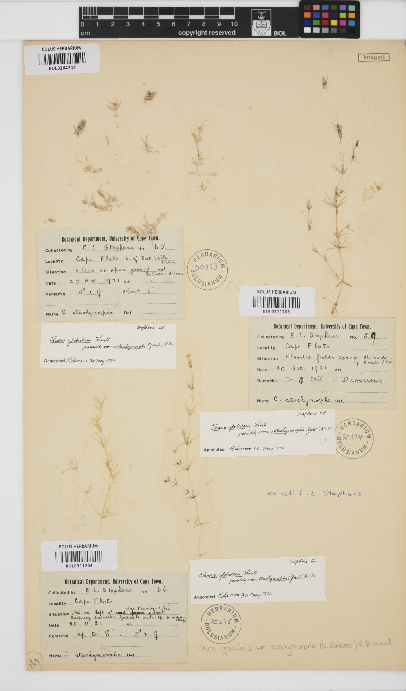 Chara stachymorpha image