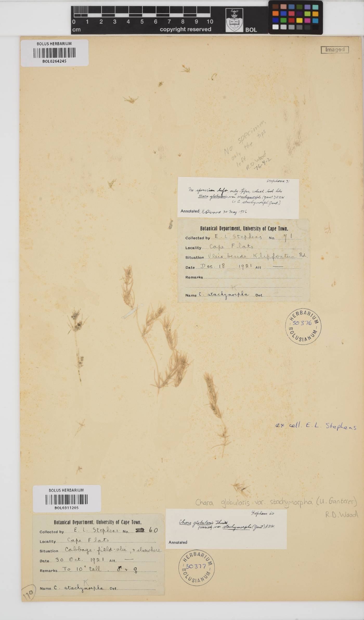 Chara stachymorpha image
