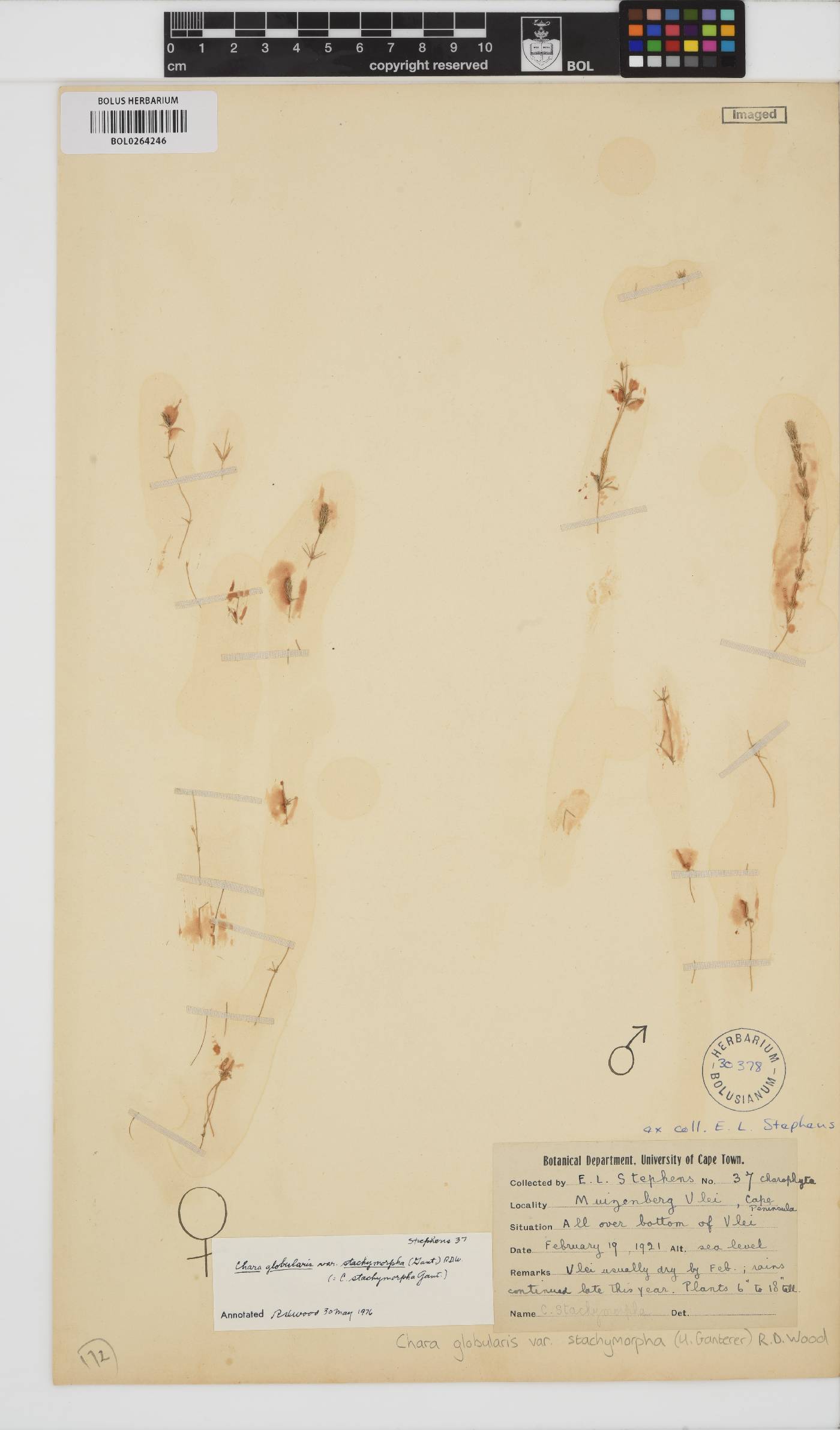 Chara stachymorpha image